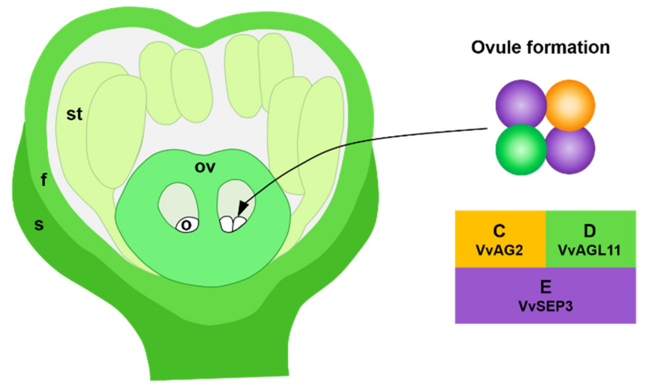 Genes 12 00647 g009 Genes 12 00647 g009