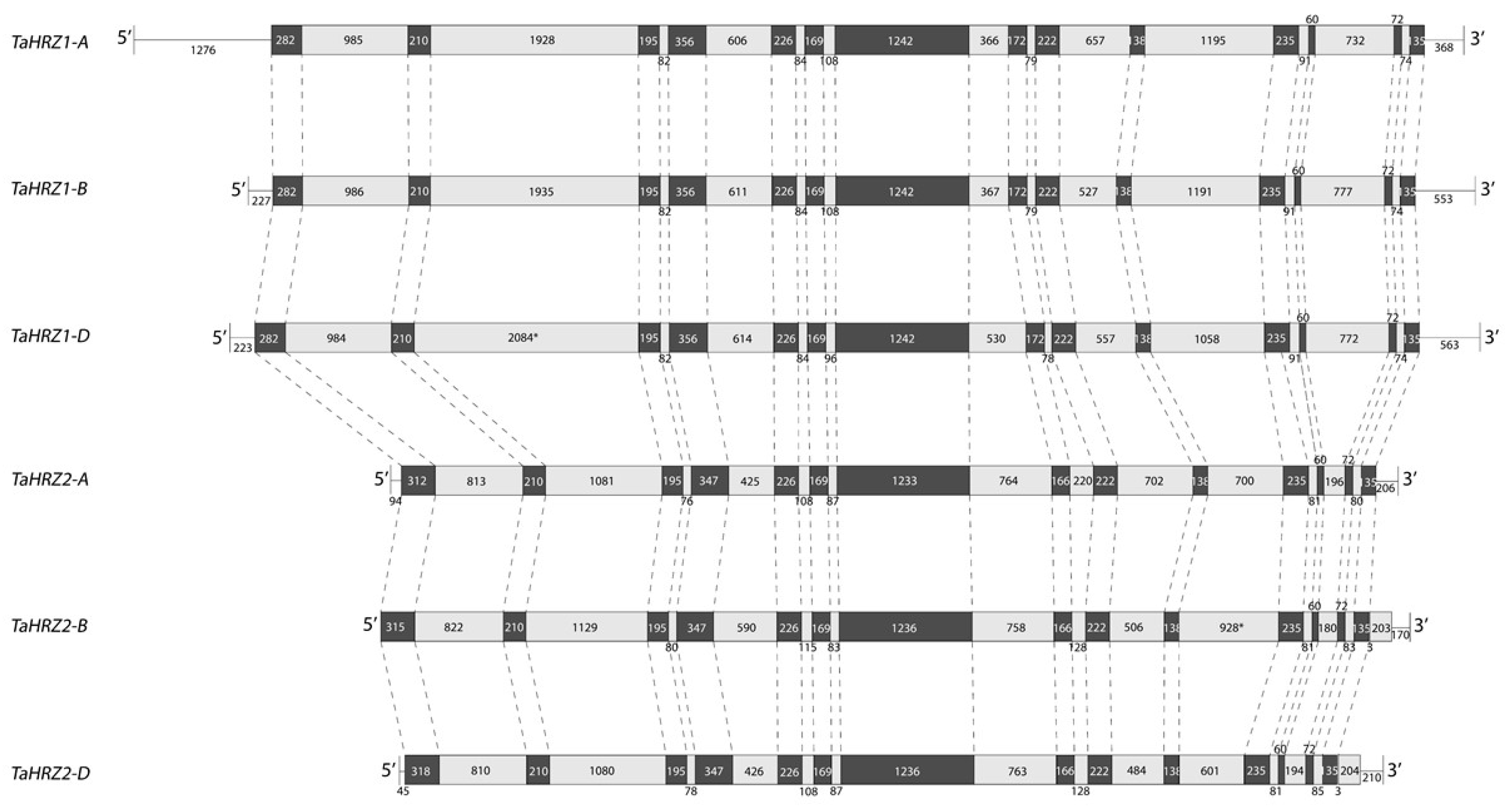 Genes 12 00653 g002 Genes 12 00653 g002