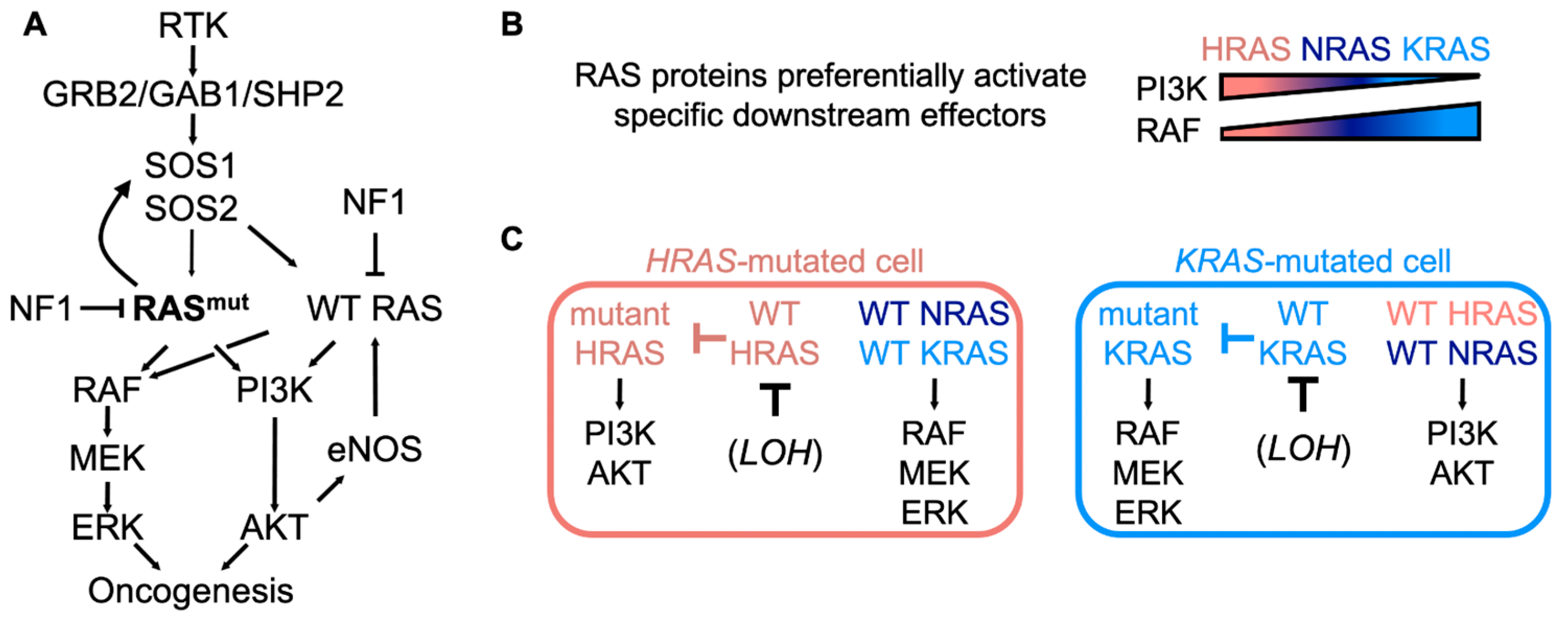 Genes 12 00662 g001 Genes 12 00662 g001