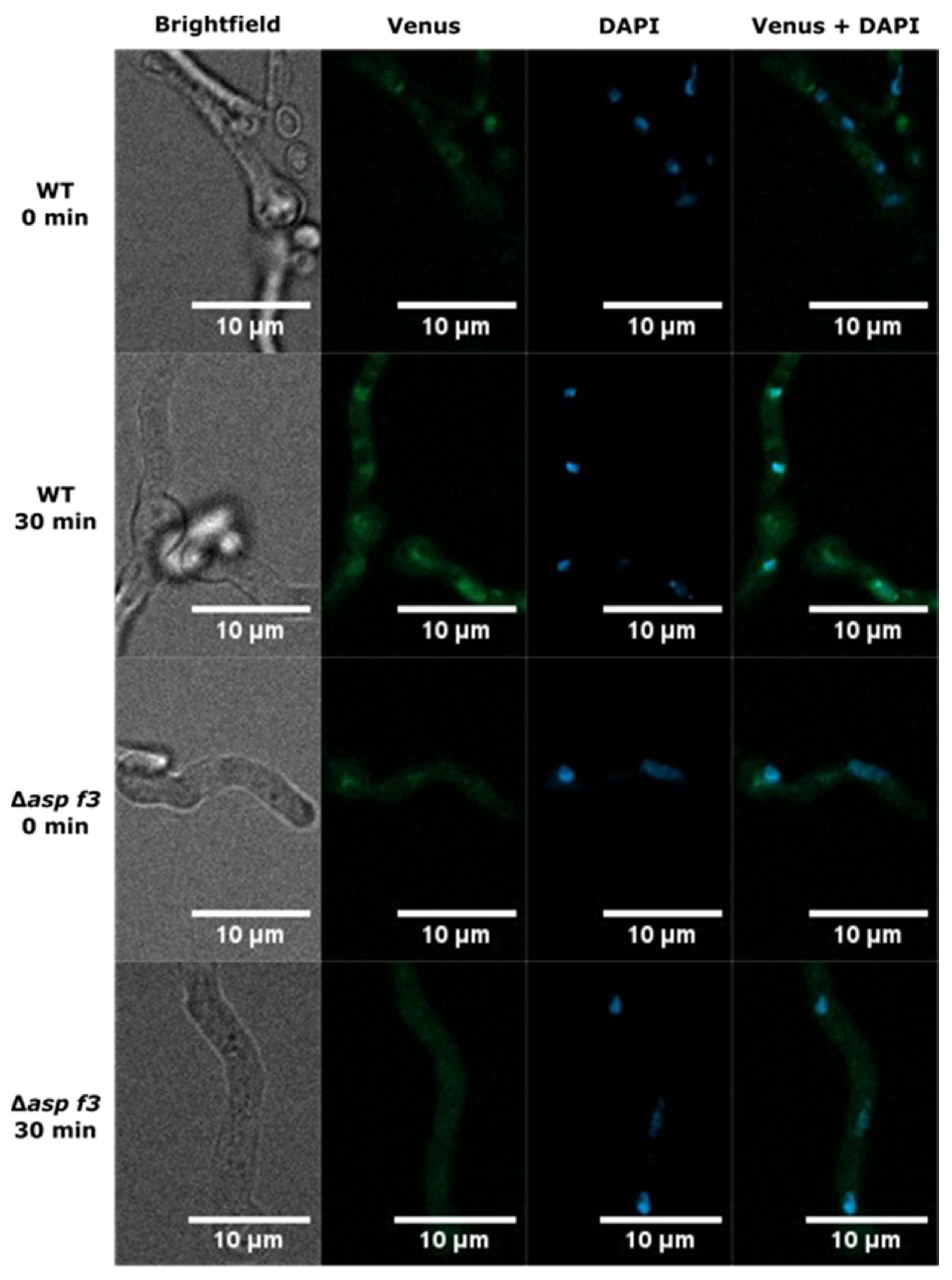 Genes 12 00668 g006 Genes 12 00668 g006