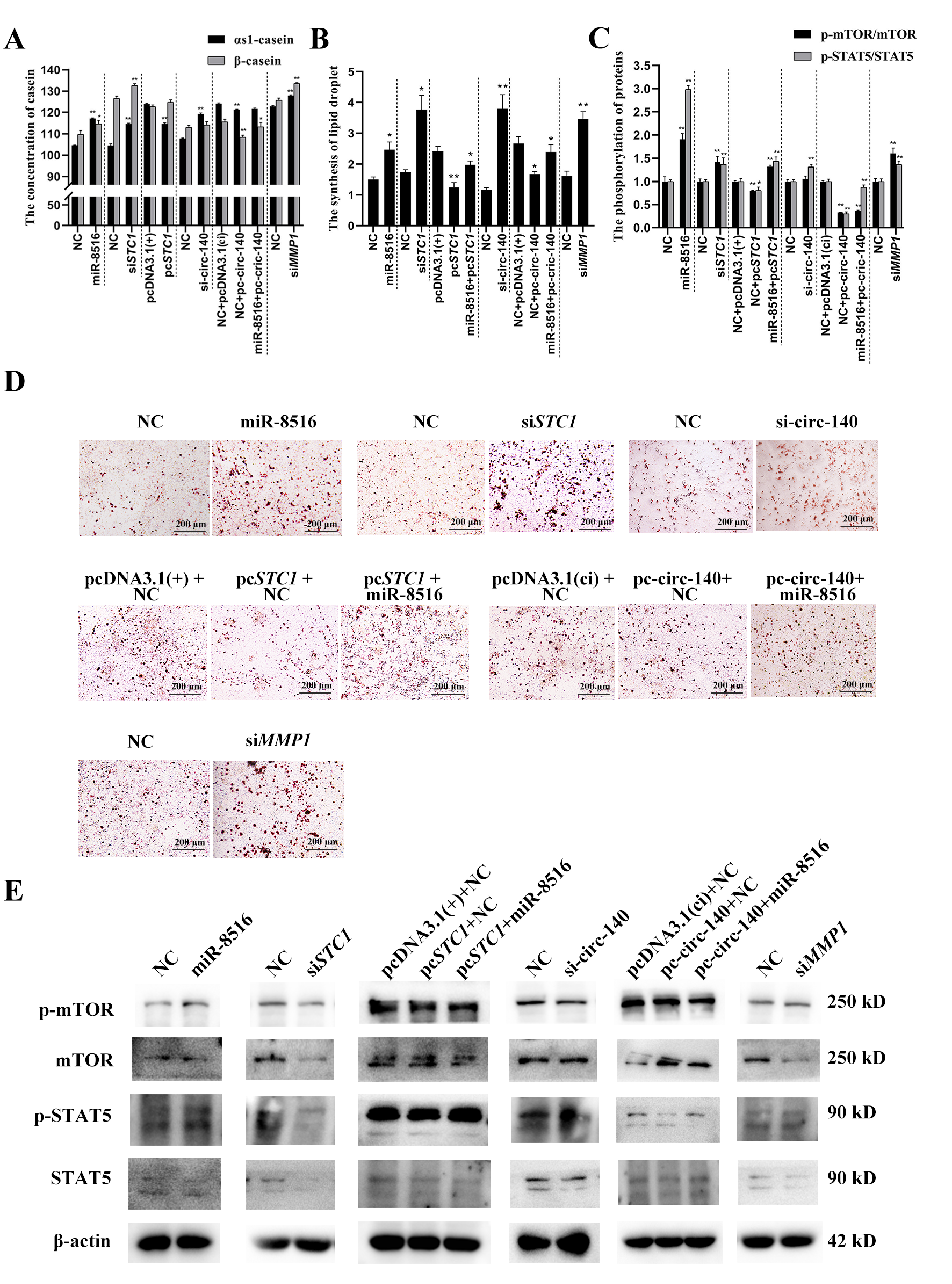 Genes 12 00671 g005 Genes 12 00671 g005