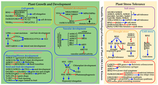 Genes Free Full Text Versatile Physiological Functions Of Plant Gsk3 Like Kinases Html