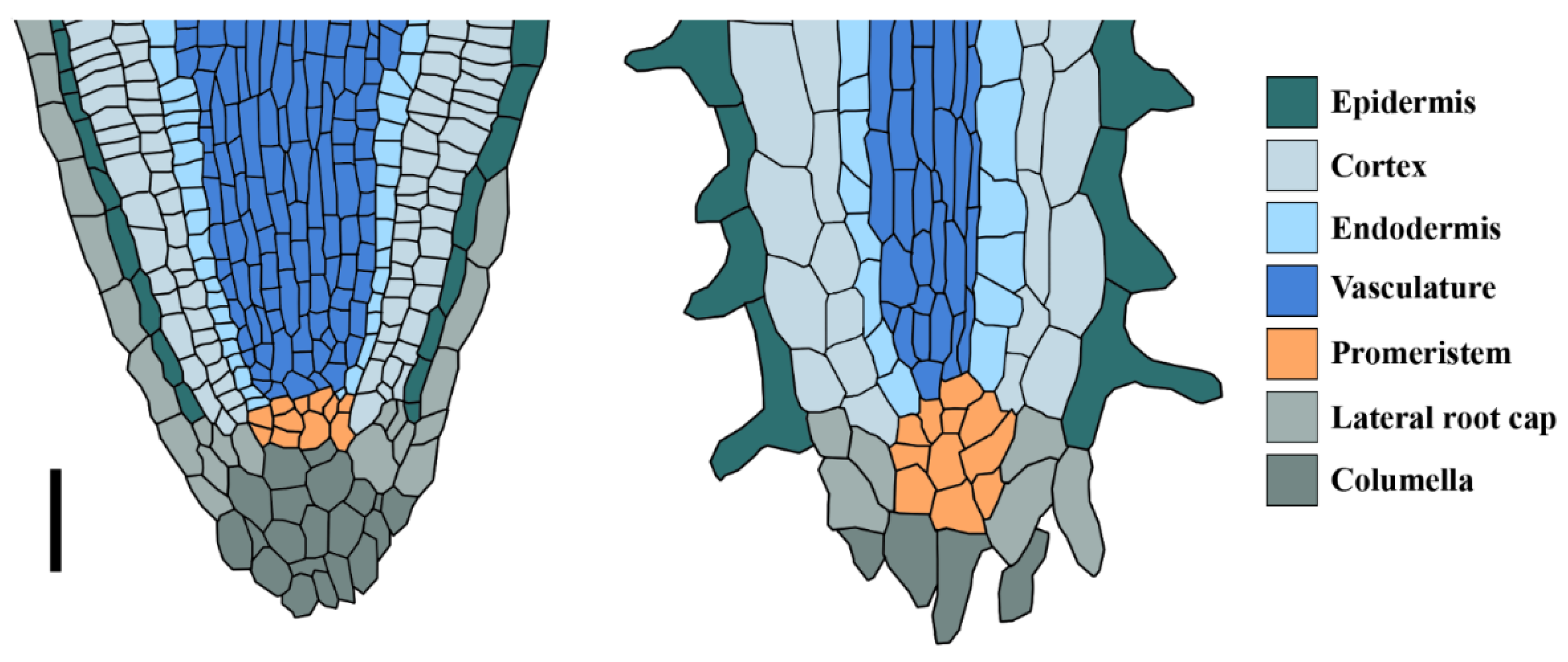Genes 12 00709 g002