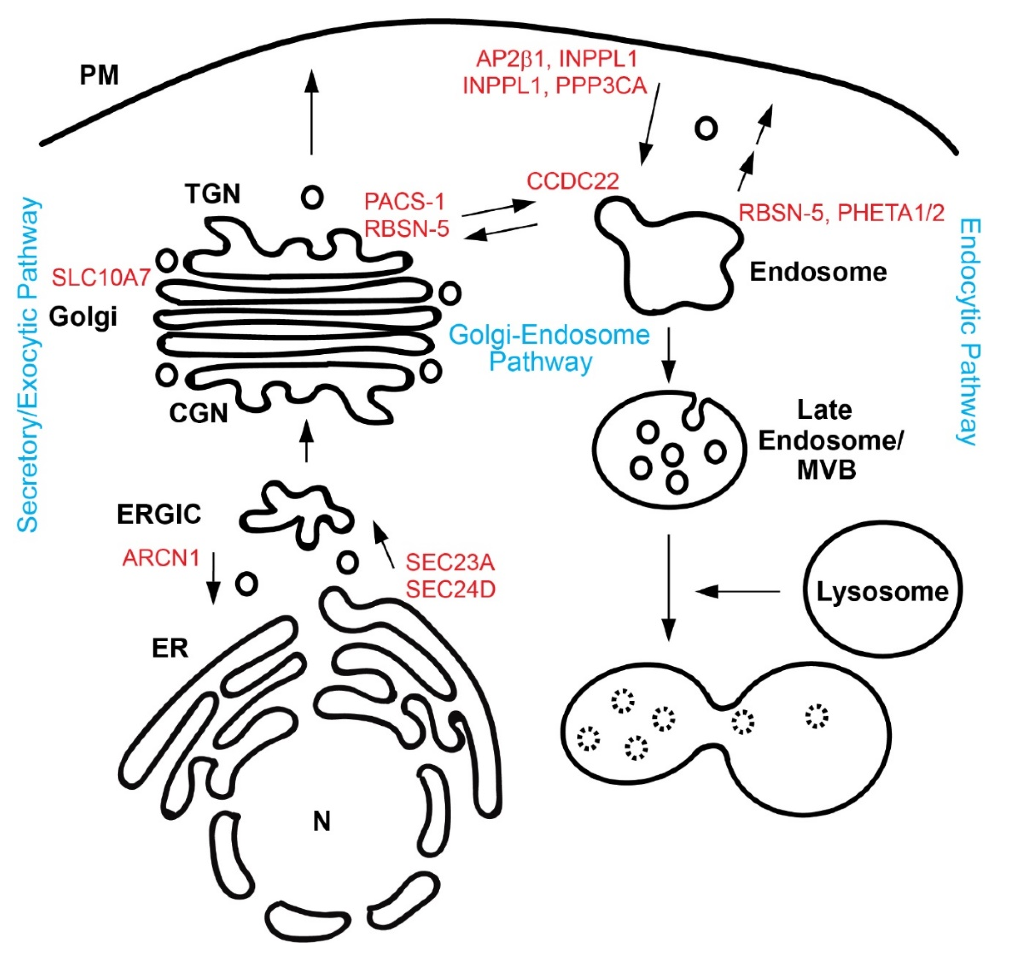Genes | Free Full-Text | Craniofacial Diseases Caused by Defects 