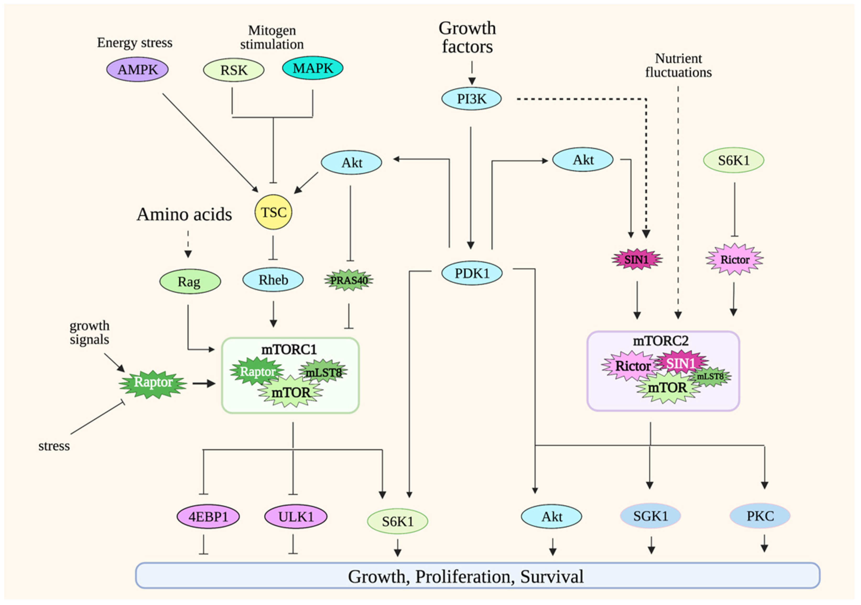 Genes Free FullText MTOR Signaling and Metabolism in Early T Cell