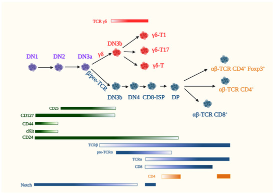 MTOR Signaling and Metabolism in Early T Cell Development