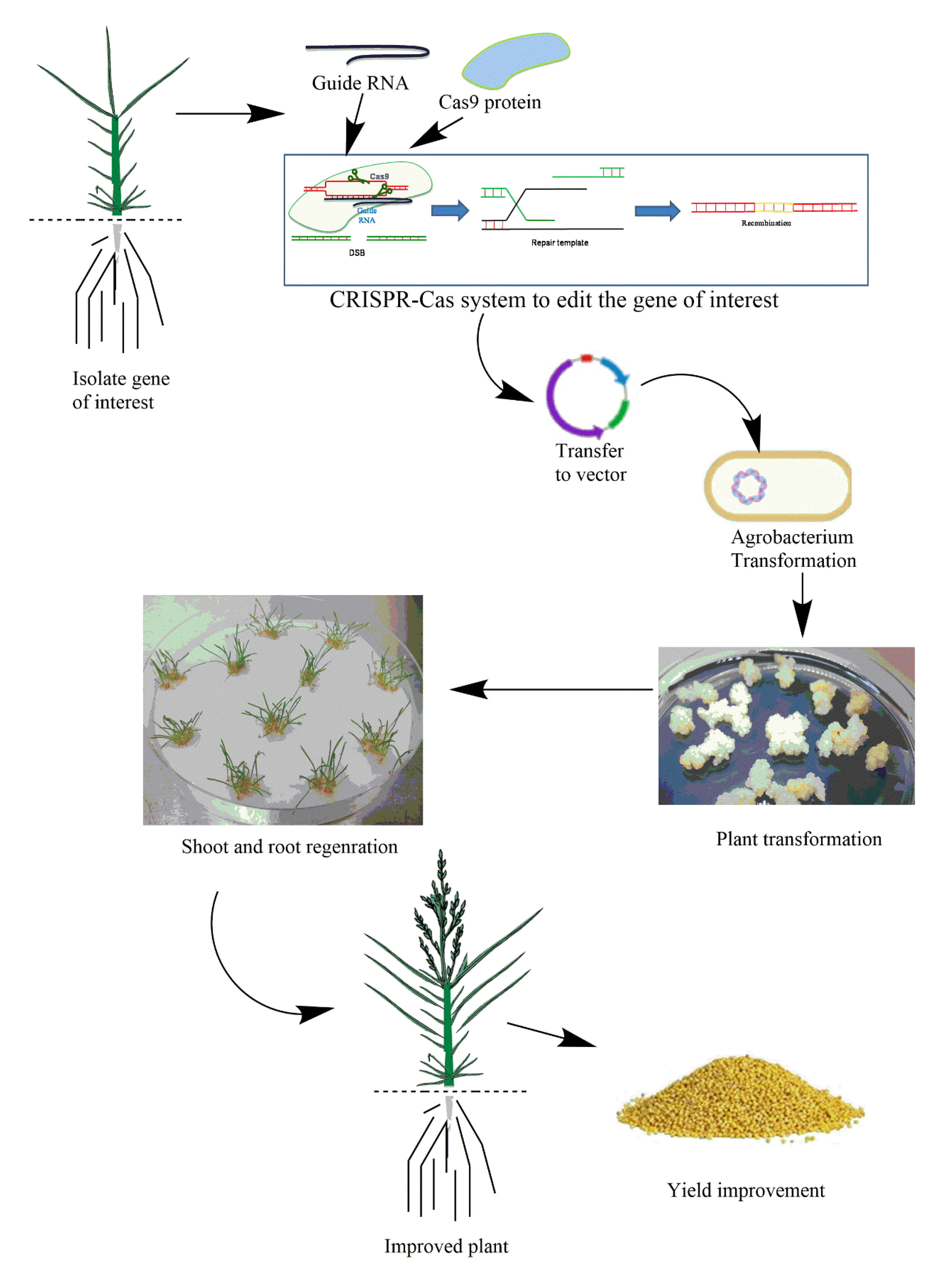 Genes 12 00739 g002 Genes 12 00739 g002