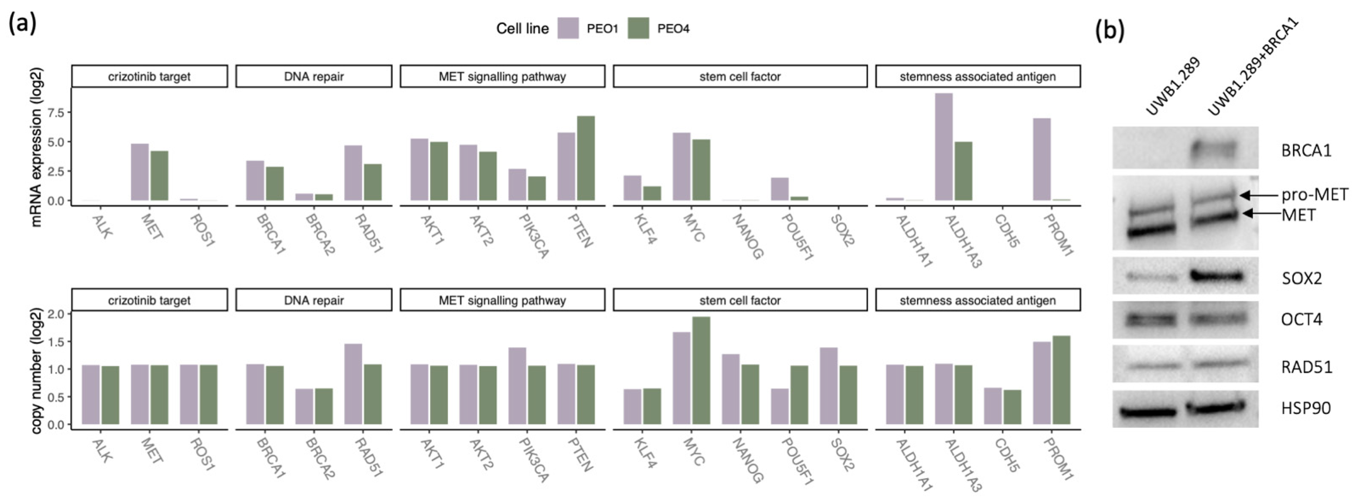 Genes 12 00742 g004 Genes 12 00742 g004