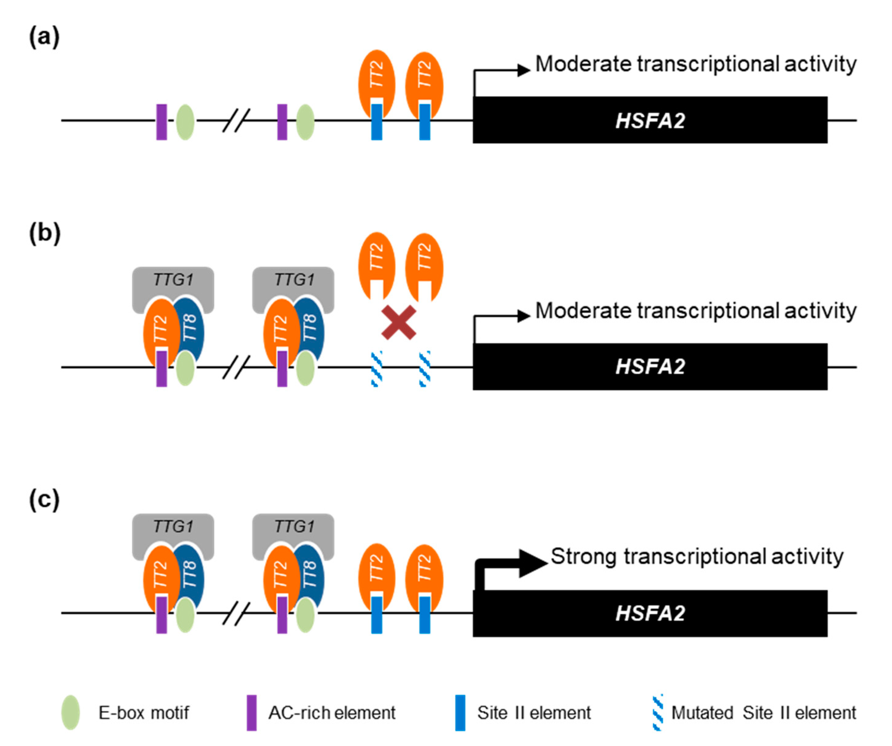Genes 12 00746 g008 Genes 12 00746 g008