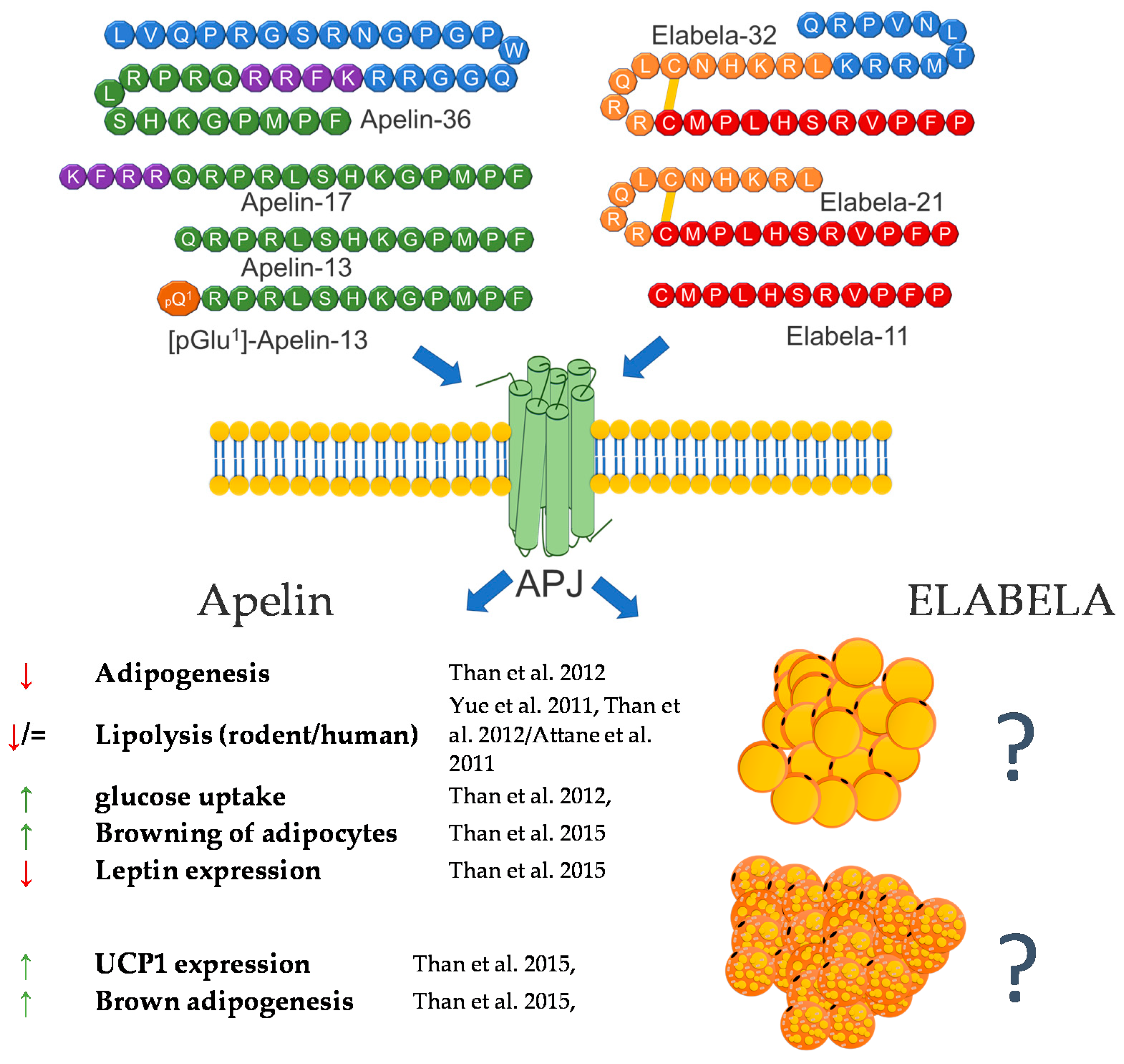 Genes 12 00756 g002