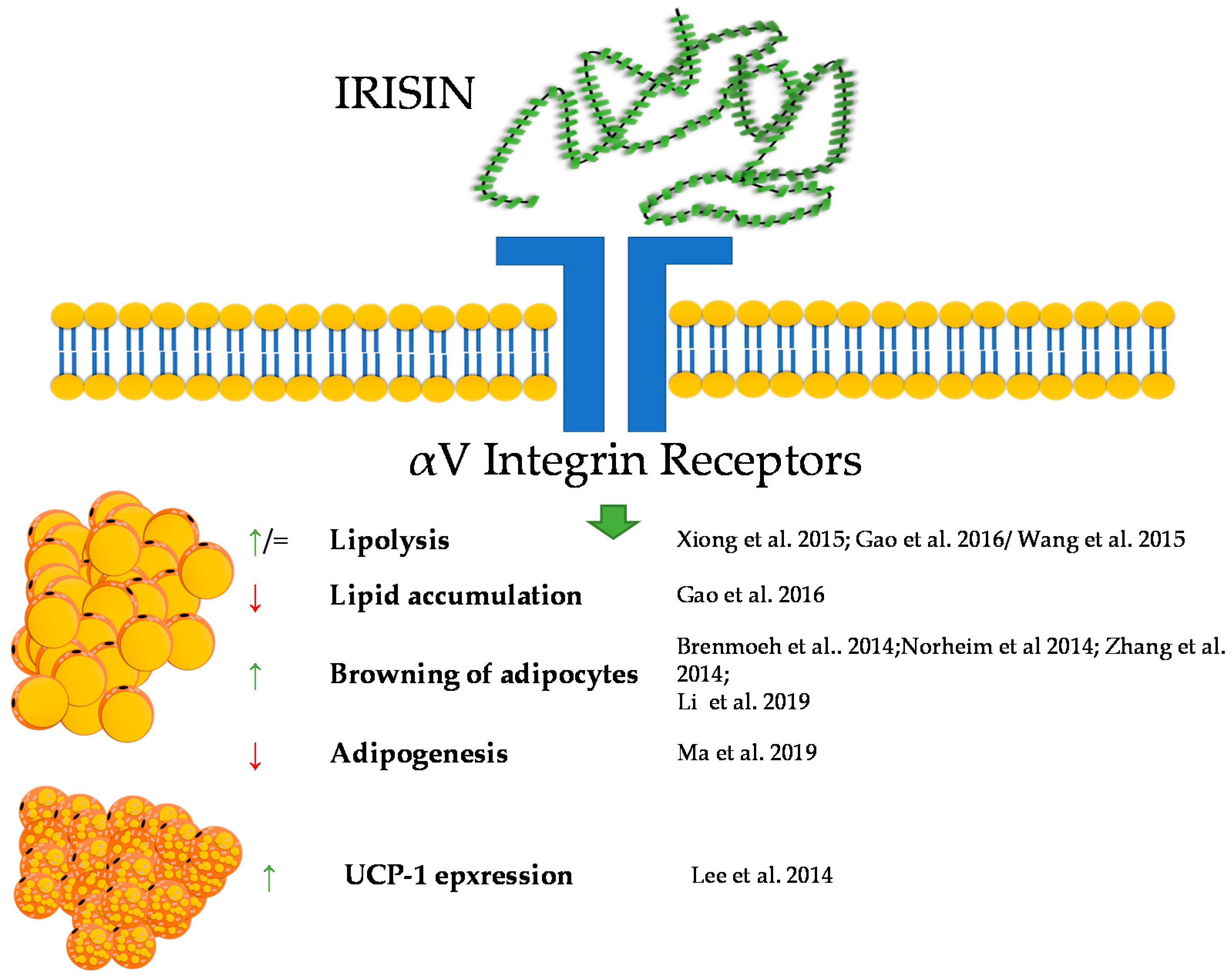 Genes 12 00756 g003