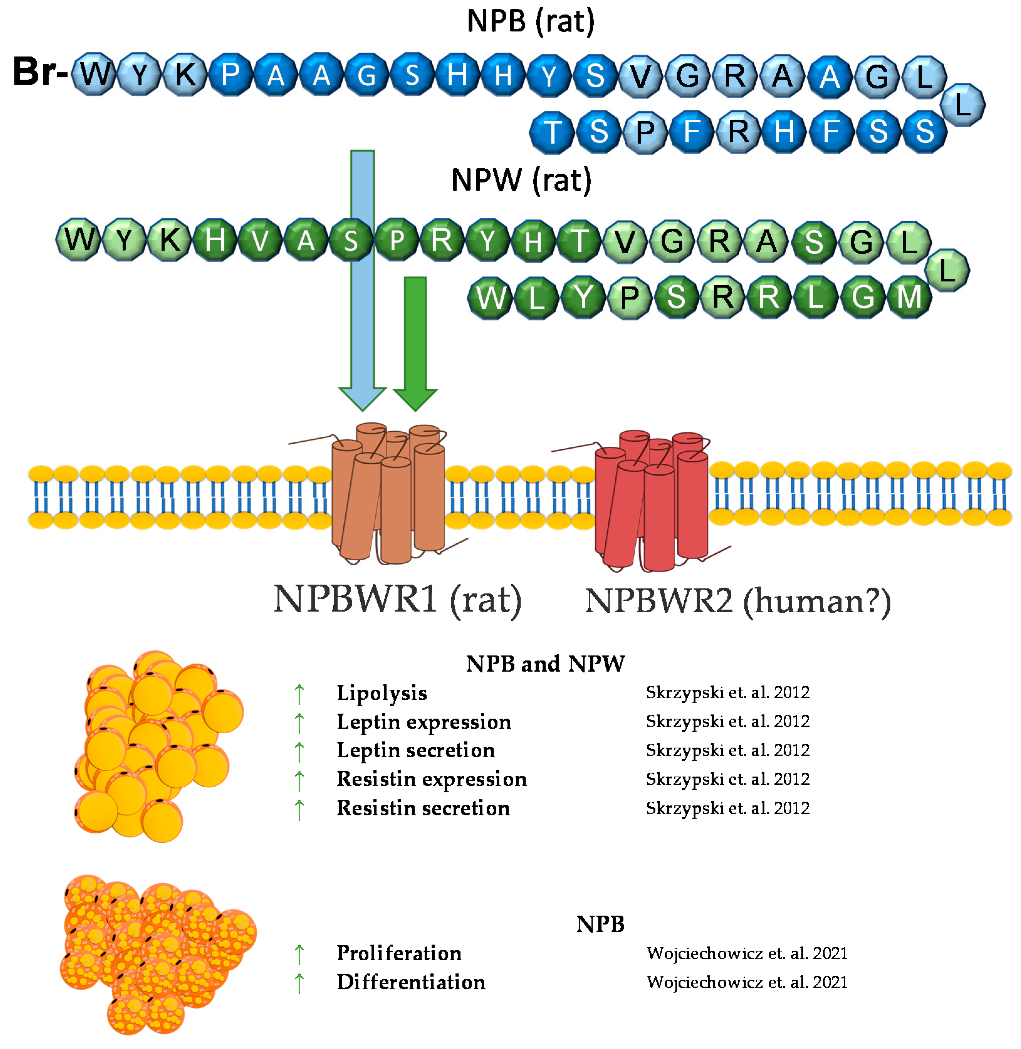 Genes 12 00756 g006