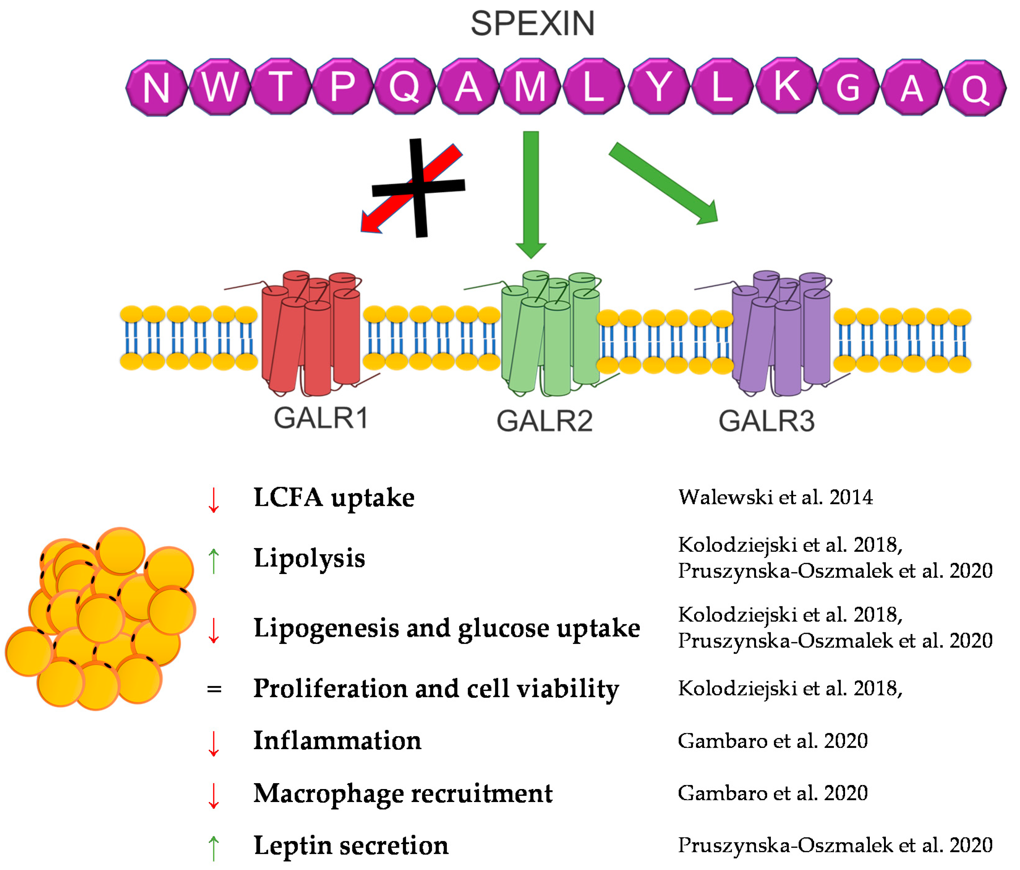 Genes 12 00756 g008