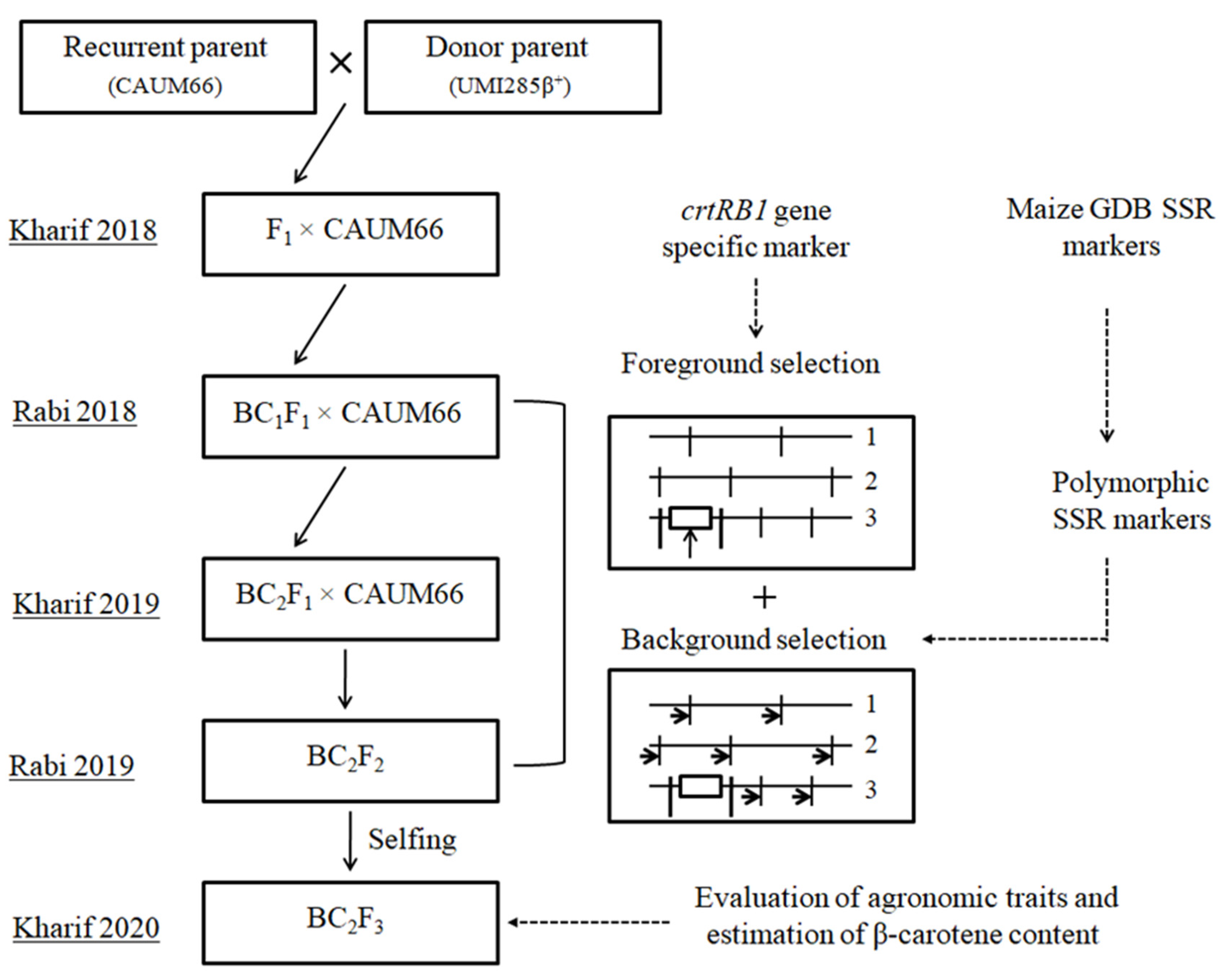 Genes 12 00762 g001 Genes 12 00762 g001