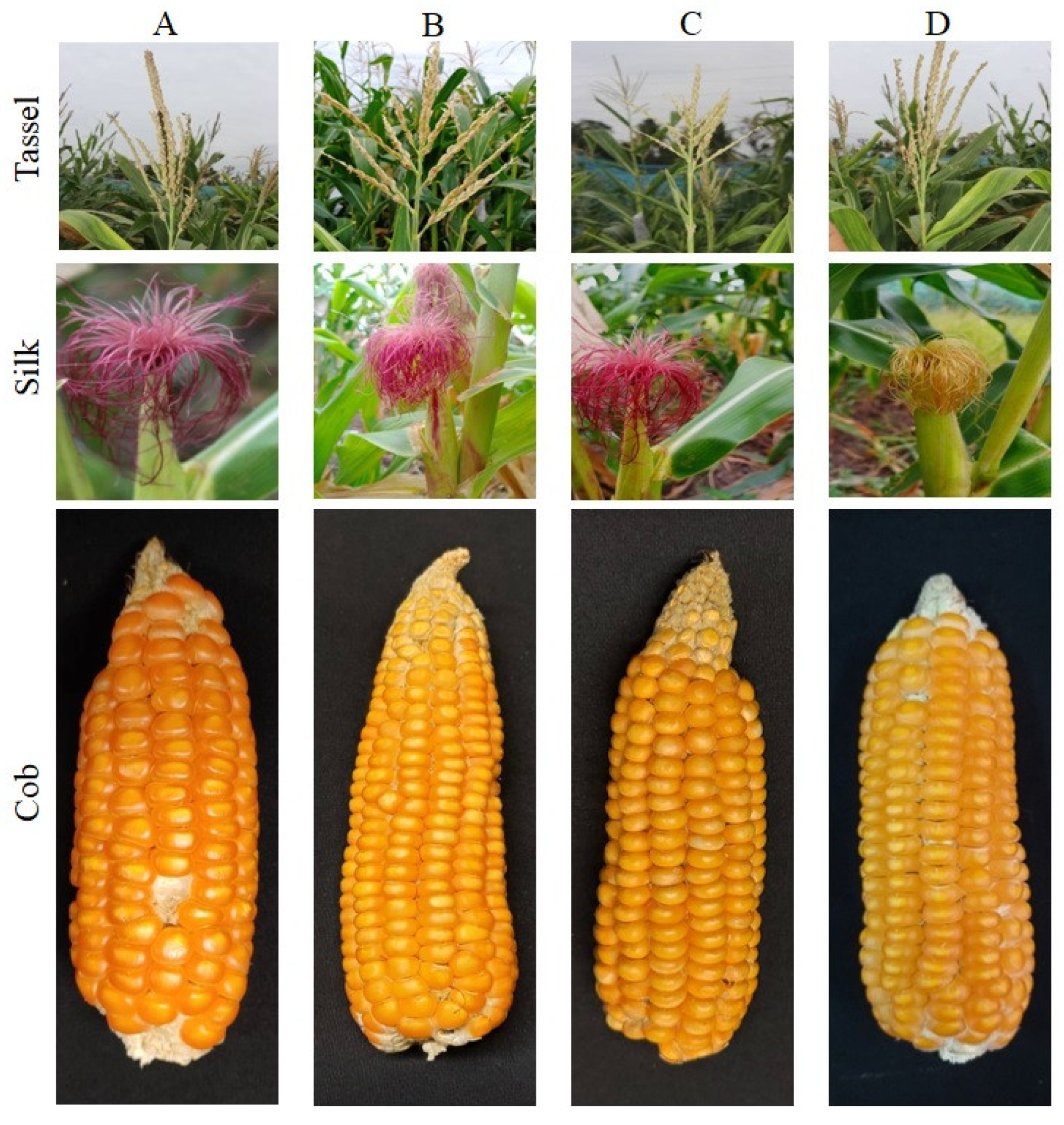 Genes 12 00762 g003 Genes 12 00762 g003