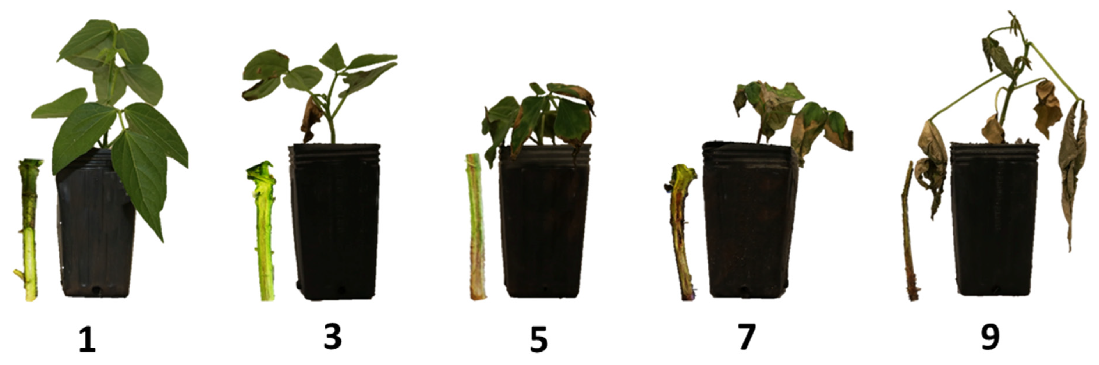 Genes 12 00765 g001 Genes 12 00765 g001