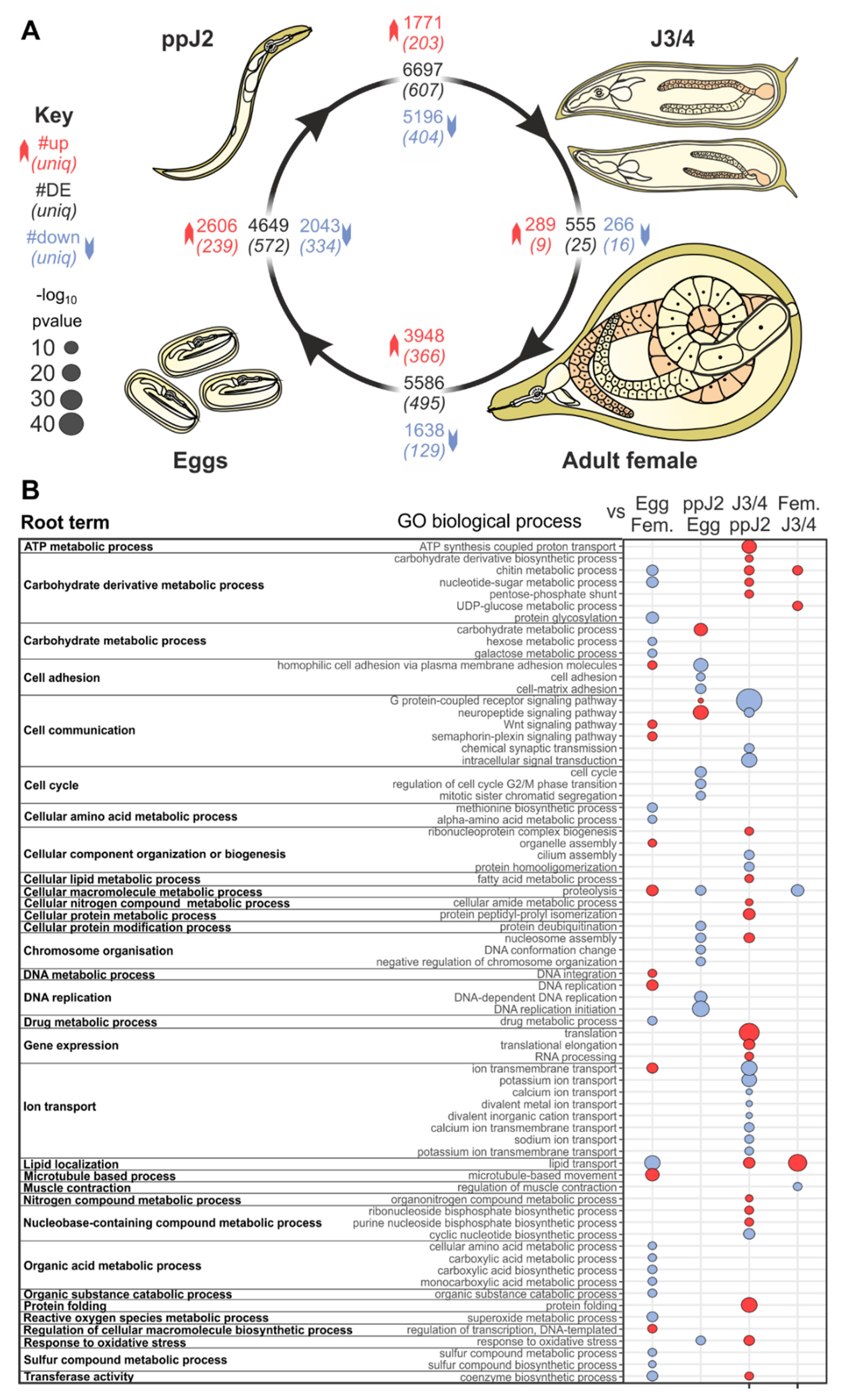 Genes 12 00771 g001