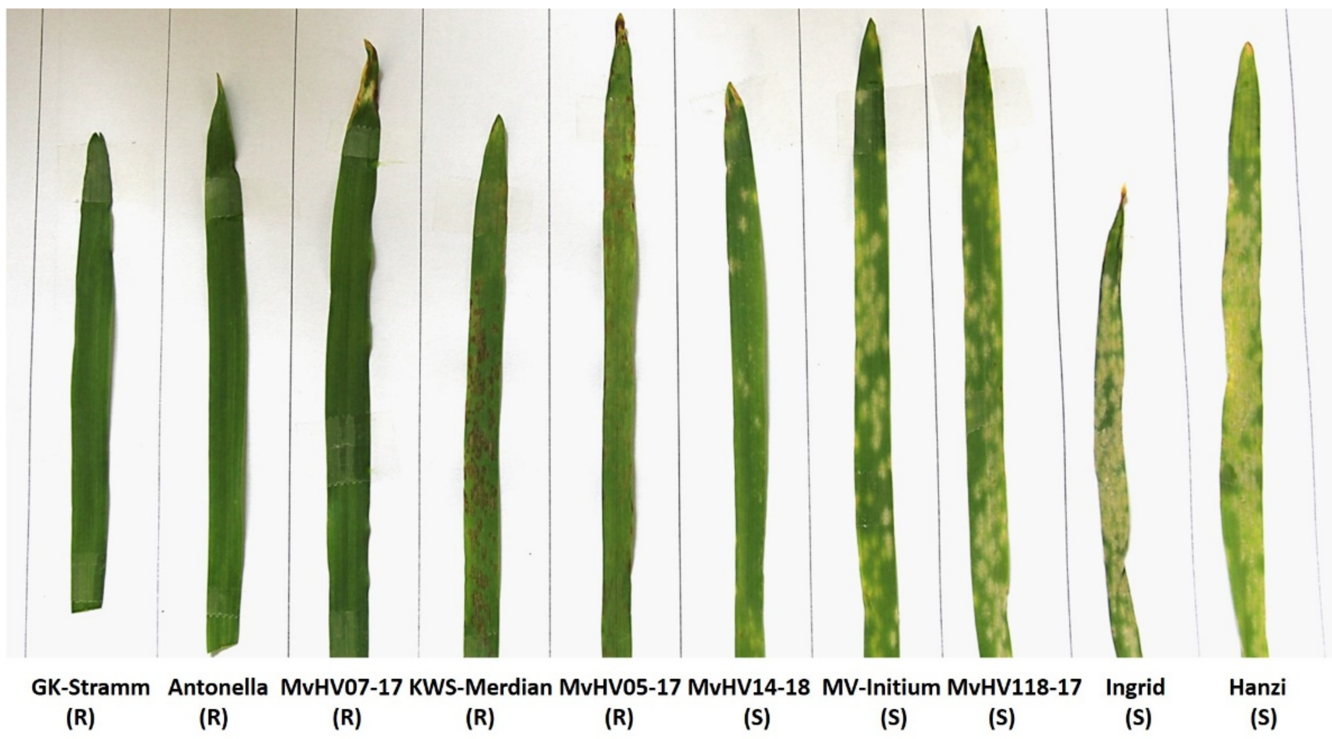Genes 12 00776 g001 Genes 12 00776 g001