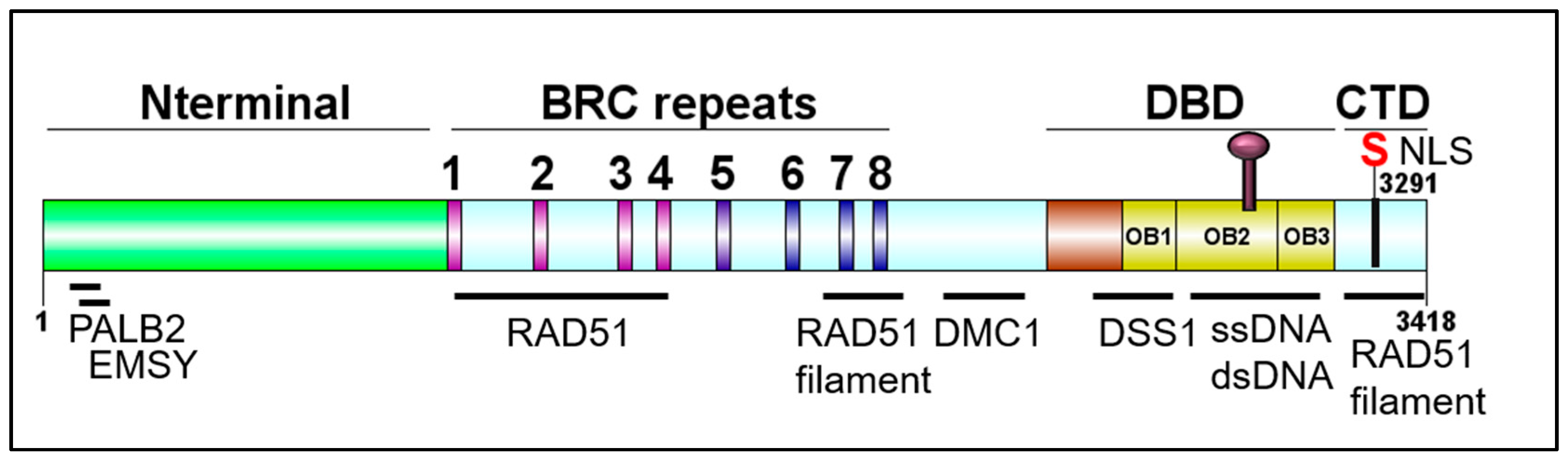Genes Free Full Text Imprecise Medicine Brca2 Variants Of Uncertain Significance Vus The Challenges And Benefits To Integrate A Functional Assay Workflow With Clinical Decision Rules Html Genes Free Full Text Imprecise Medicine Brca2 Variants Of Uncertain Significance Vus The Challenges And Benefits To Integrate A Functional Assay Workflow With Clinical Decision Rules Html