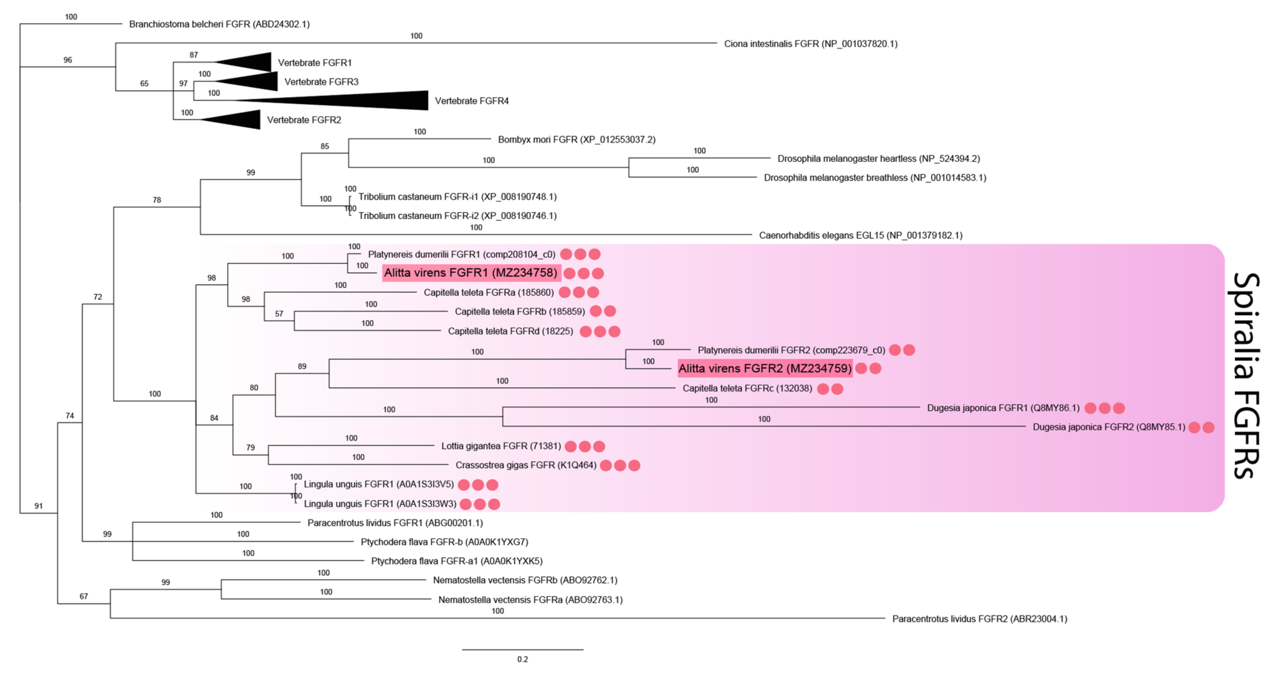 Genes 12 00788 g002