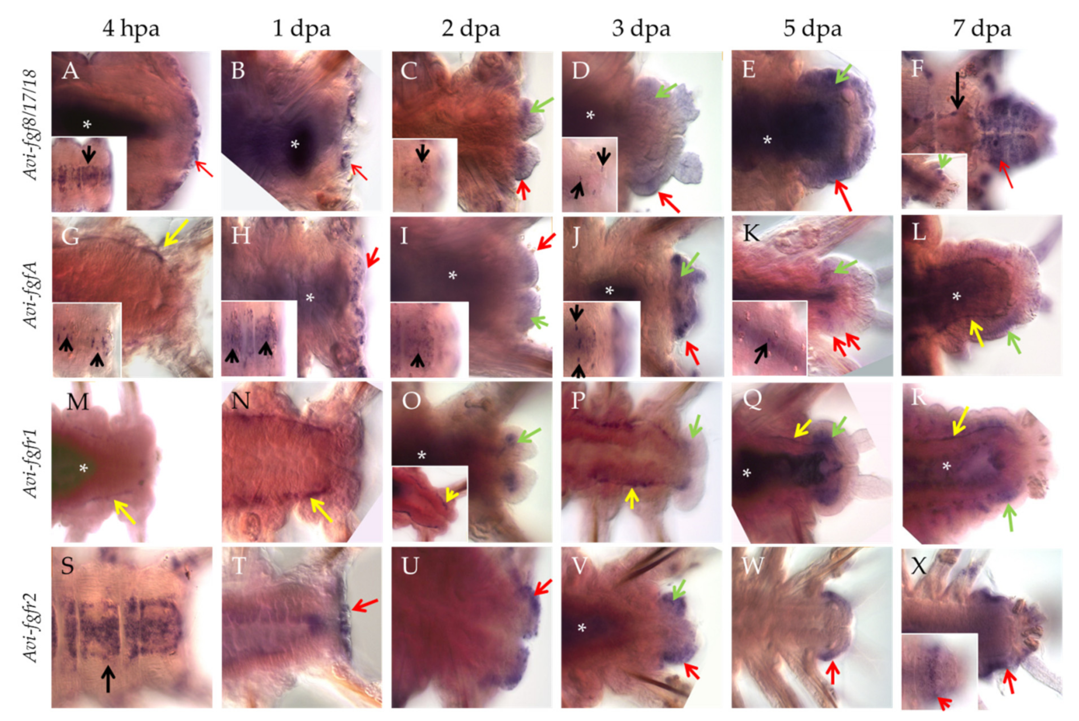 Genes 12 00788 g003