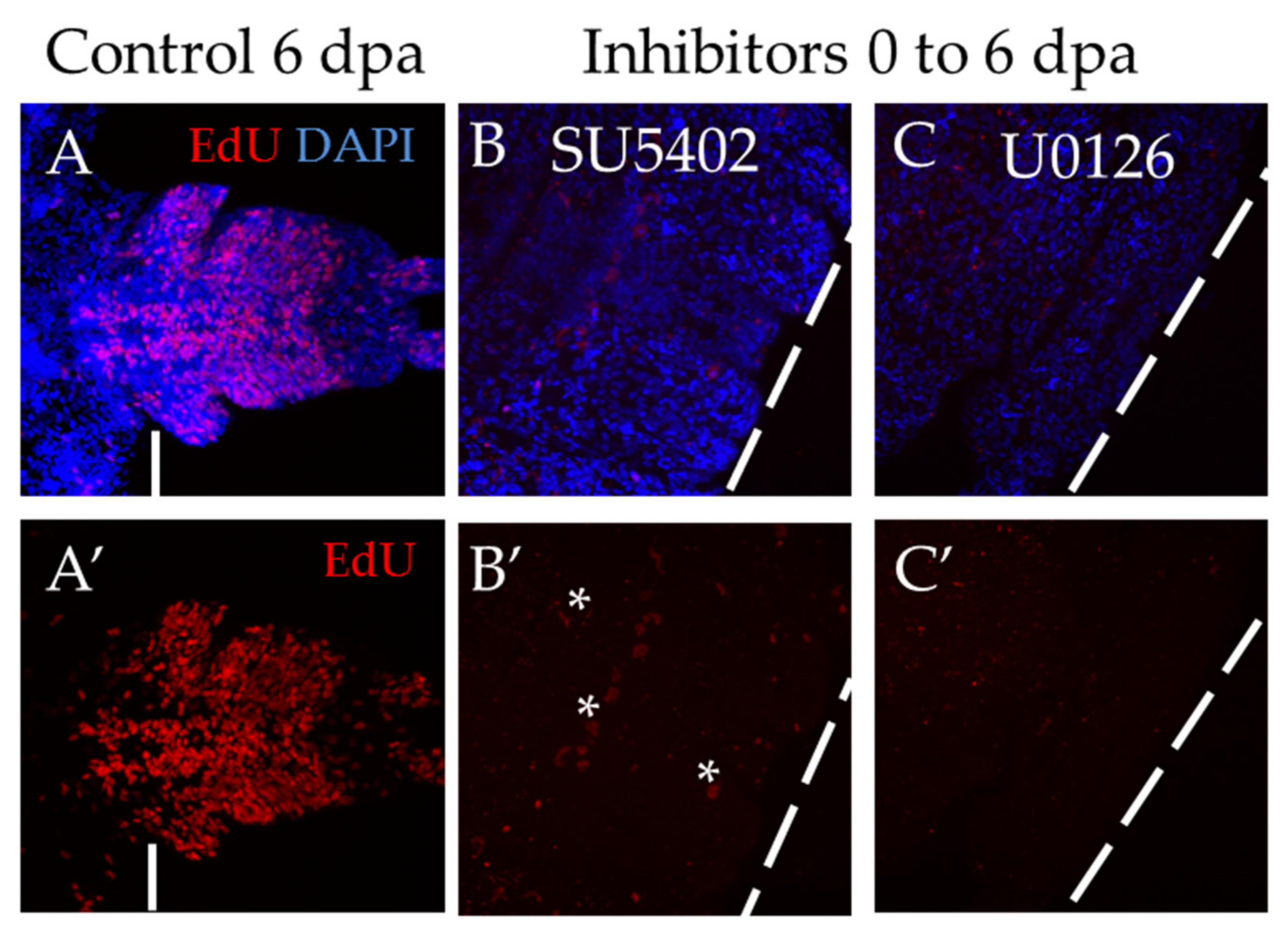 Genes 12 00788 g006