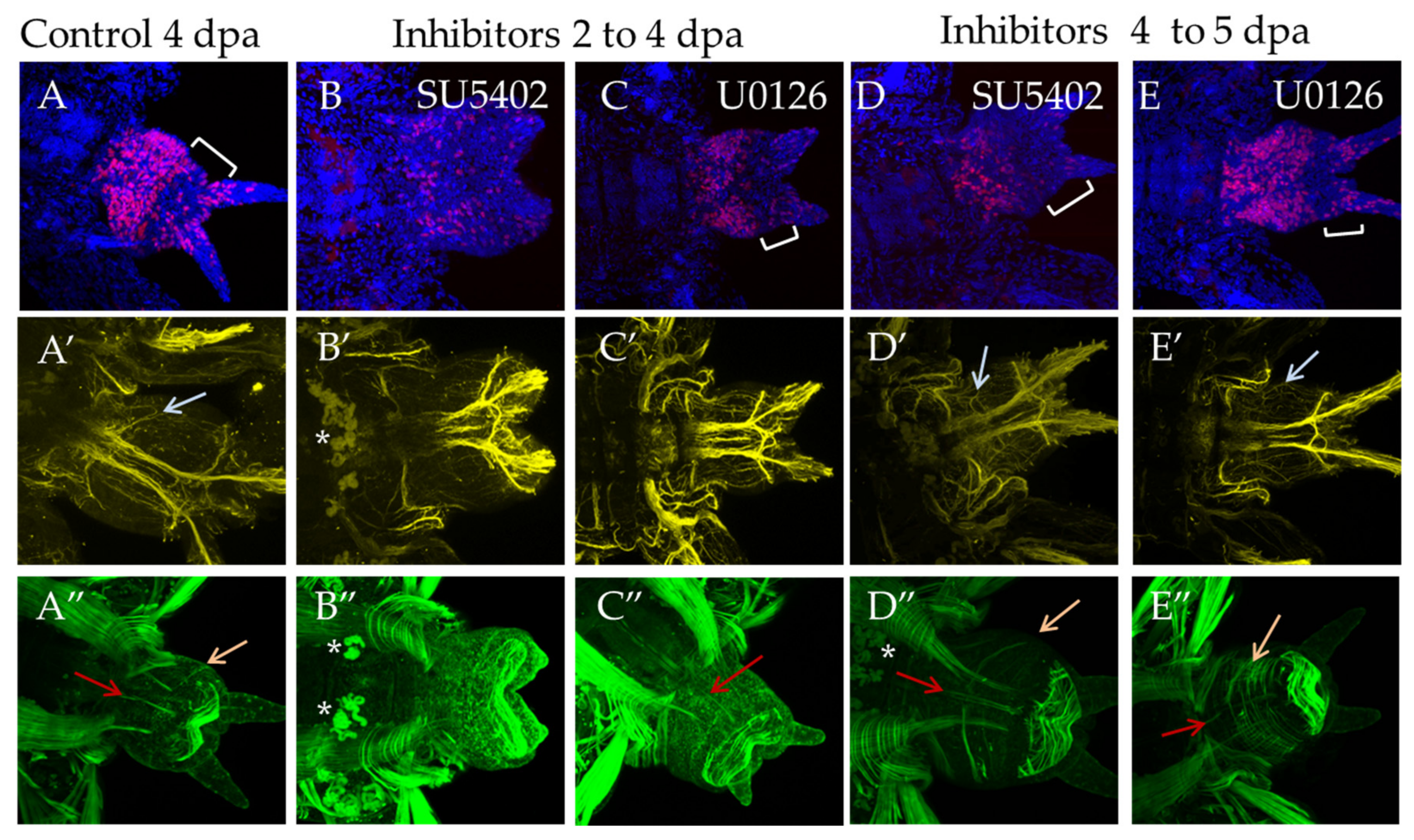 Genes 12 00788 g008