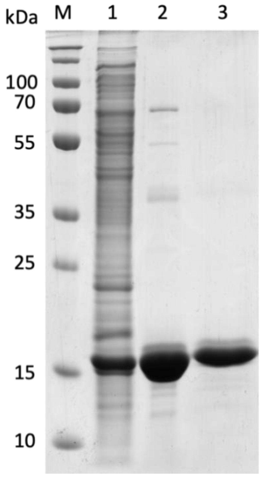 Genes 12 00802 g004 Genes 12 00802 g004