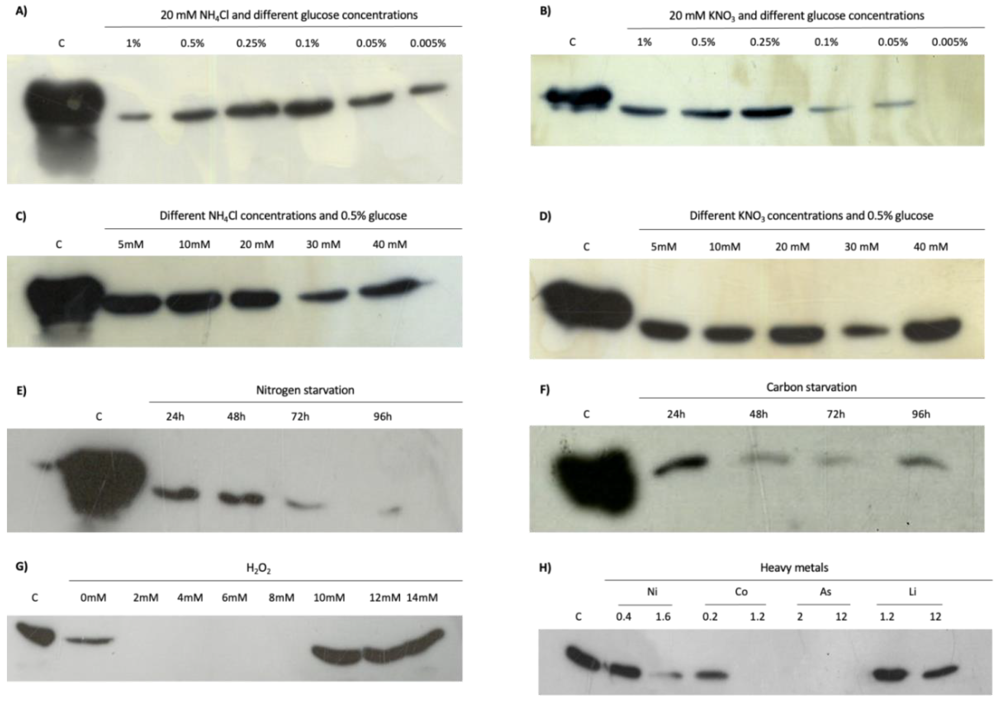 Genes 12 00802 g007 Genes 12 00802 g007