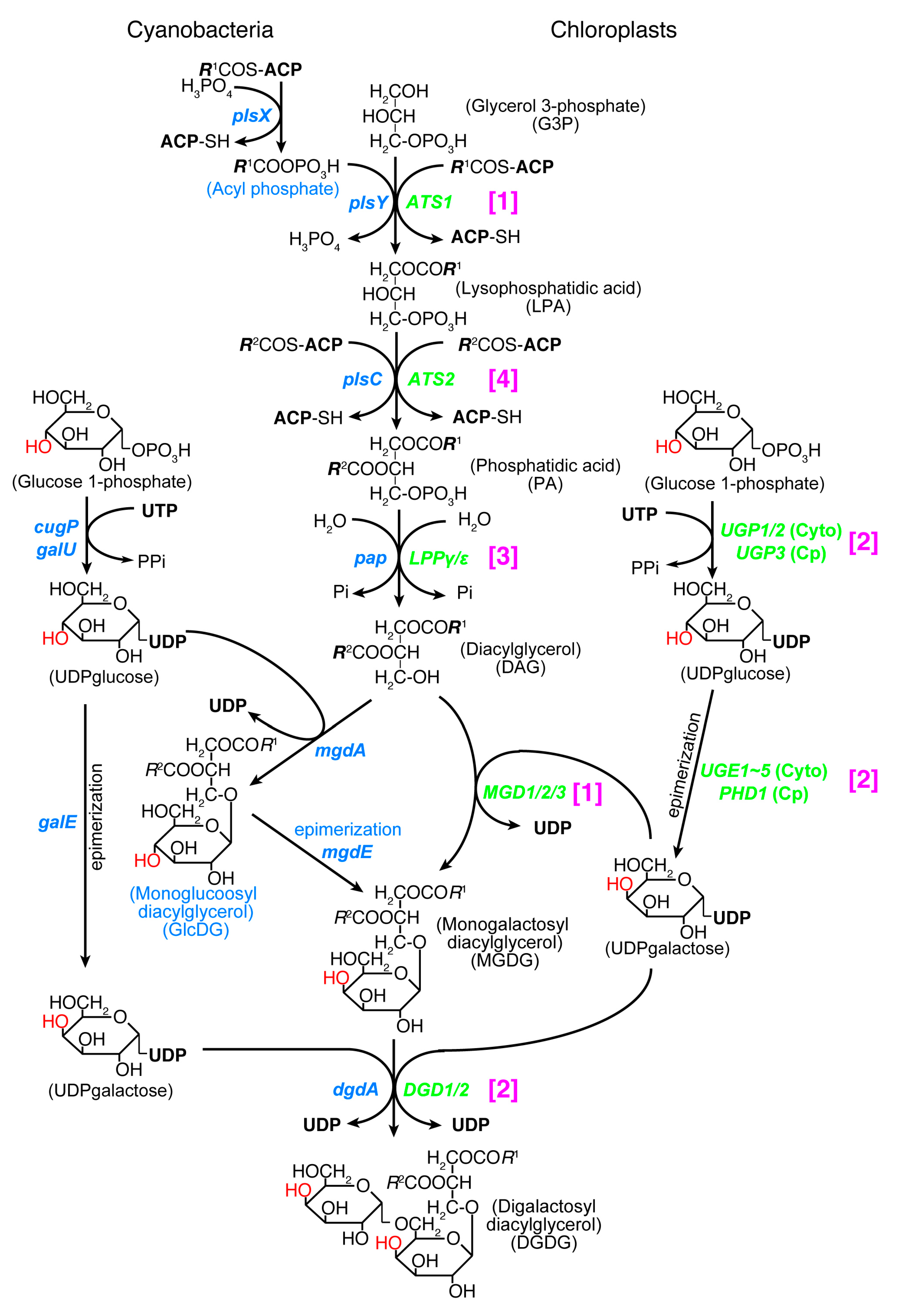 Genes 12 00823 g002 Genes 12 00823 g002