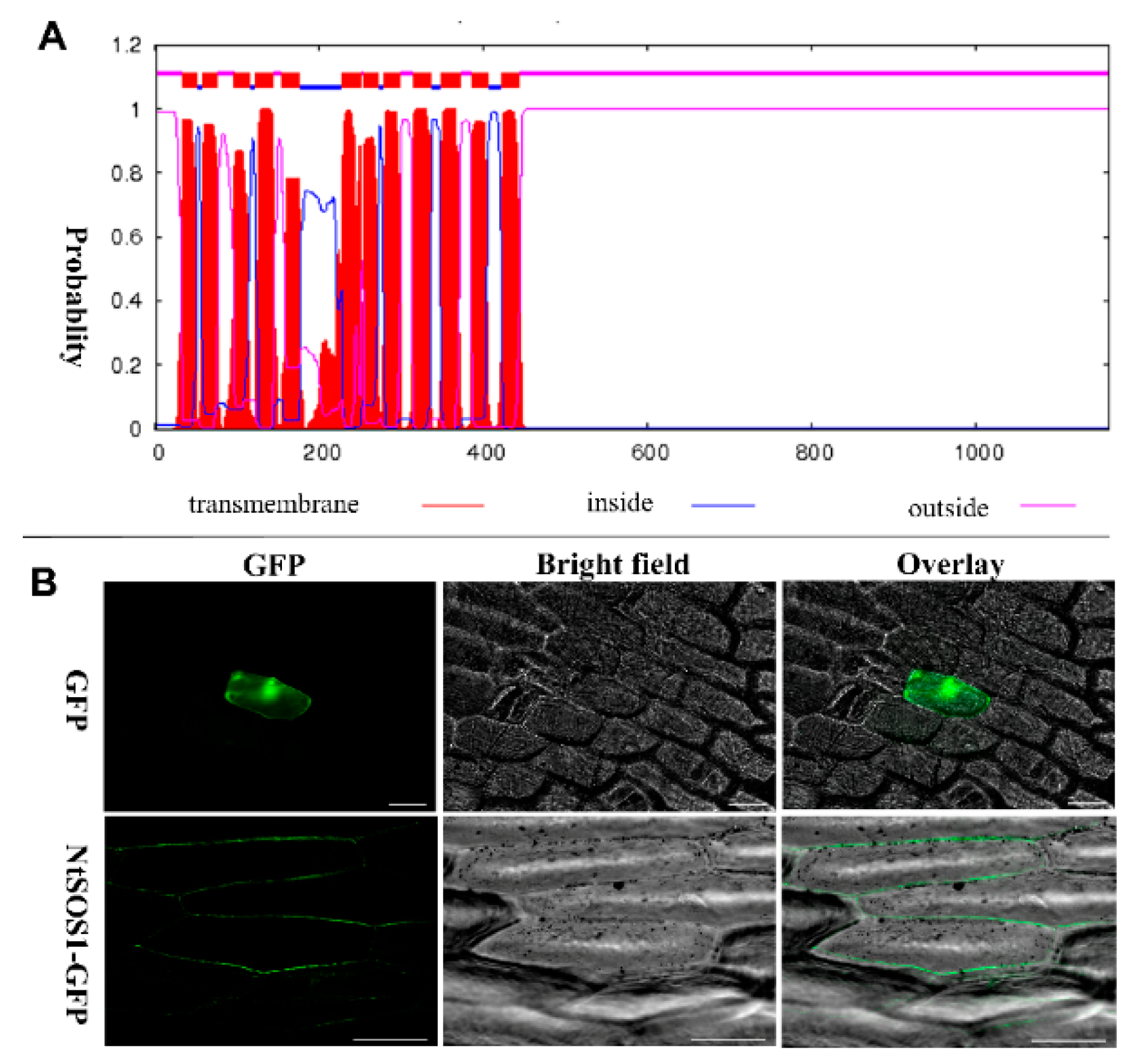 Genes 12 00836 g014