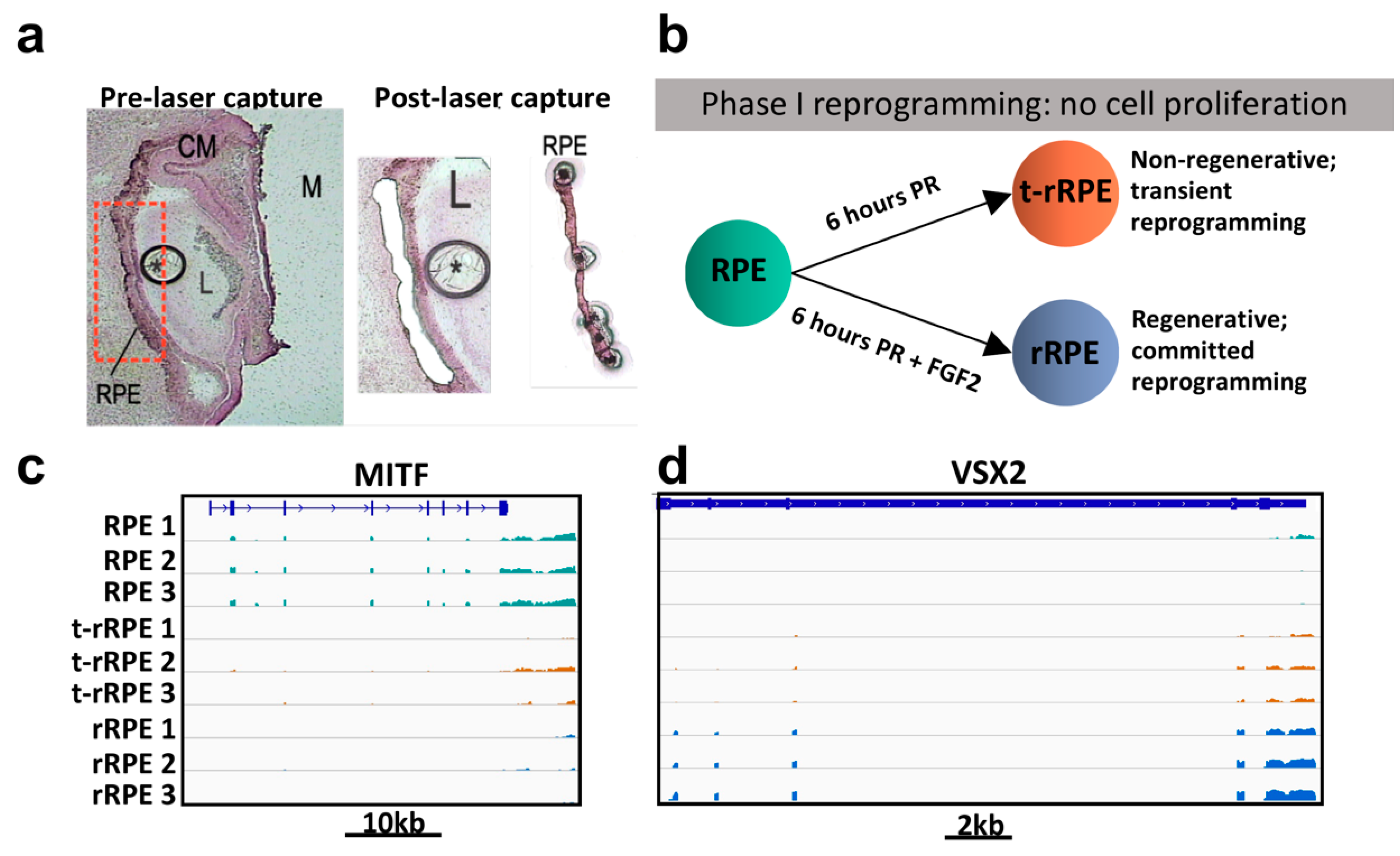 Genes 12 00840 g001 Genes 12 00840 g001