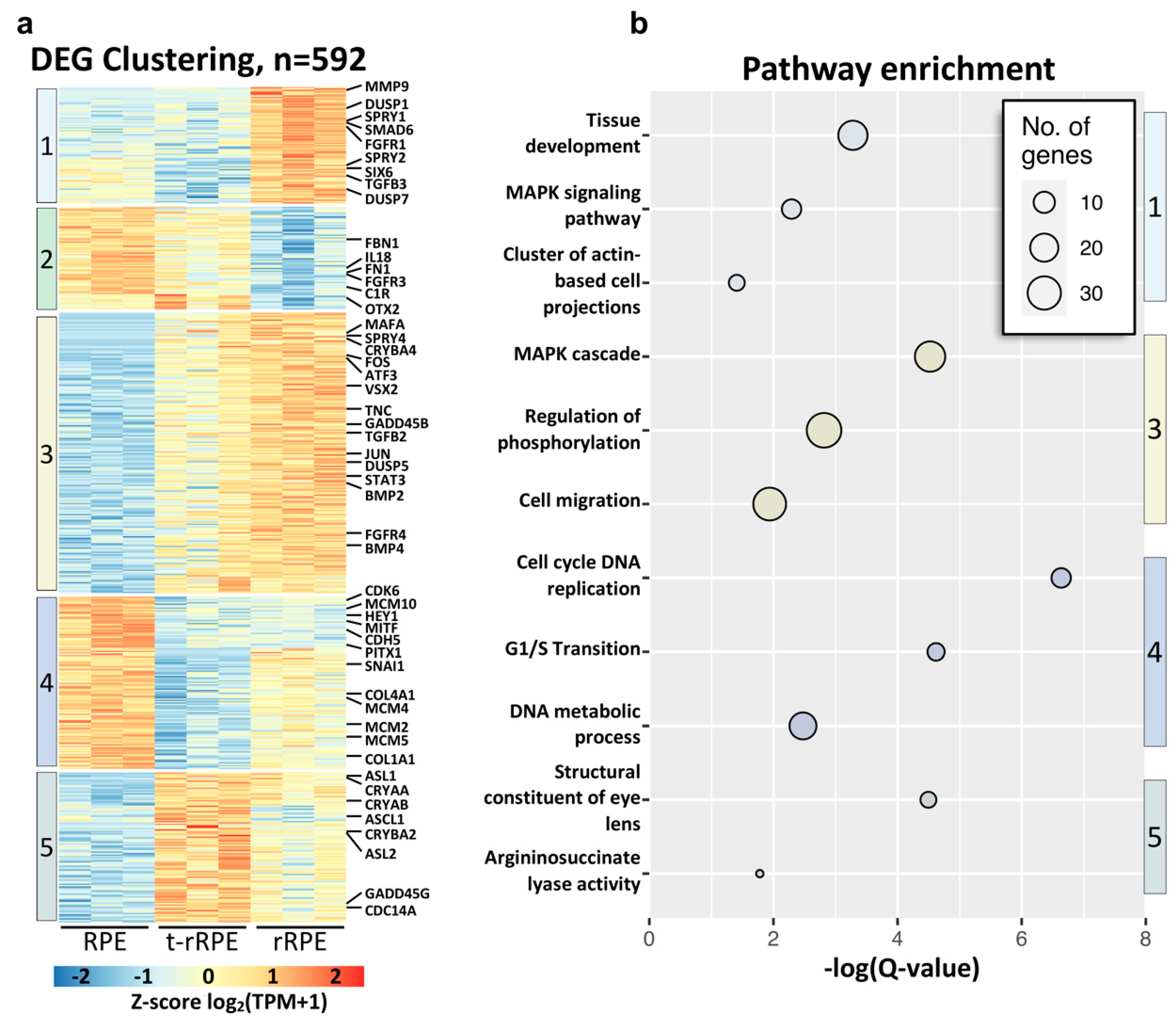 Genes 12 00840 g004 Genes 12 00840 g004