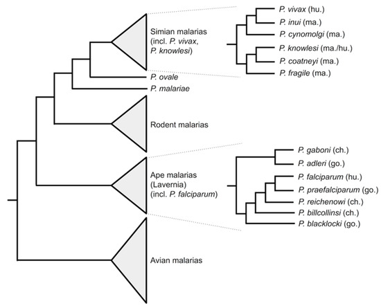 Evolution and spread of Plasmodium falciparum mutations associated with  resistance to sulfadoxine–pyrimethamine in central Africa: a  cross-sectional study - The Lancet Microbe