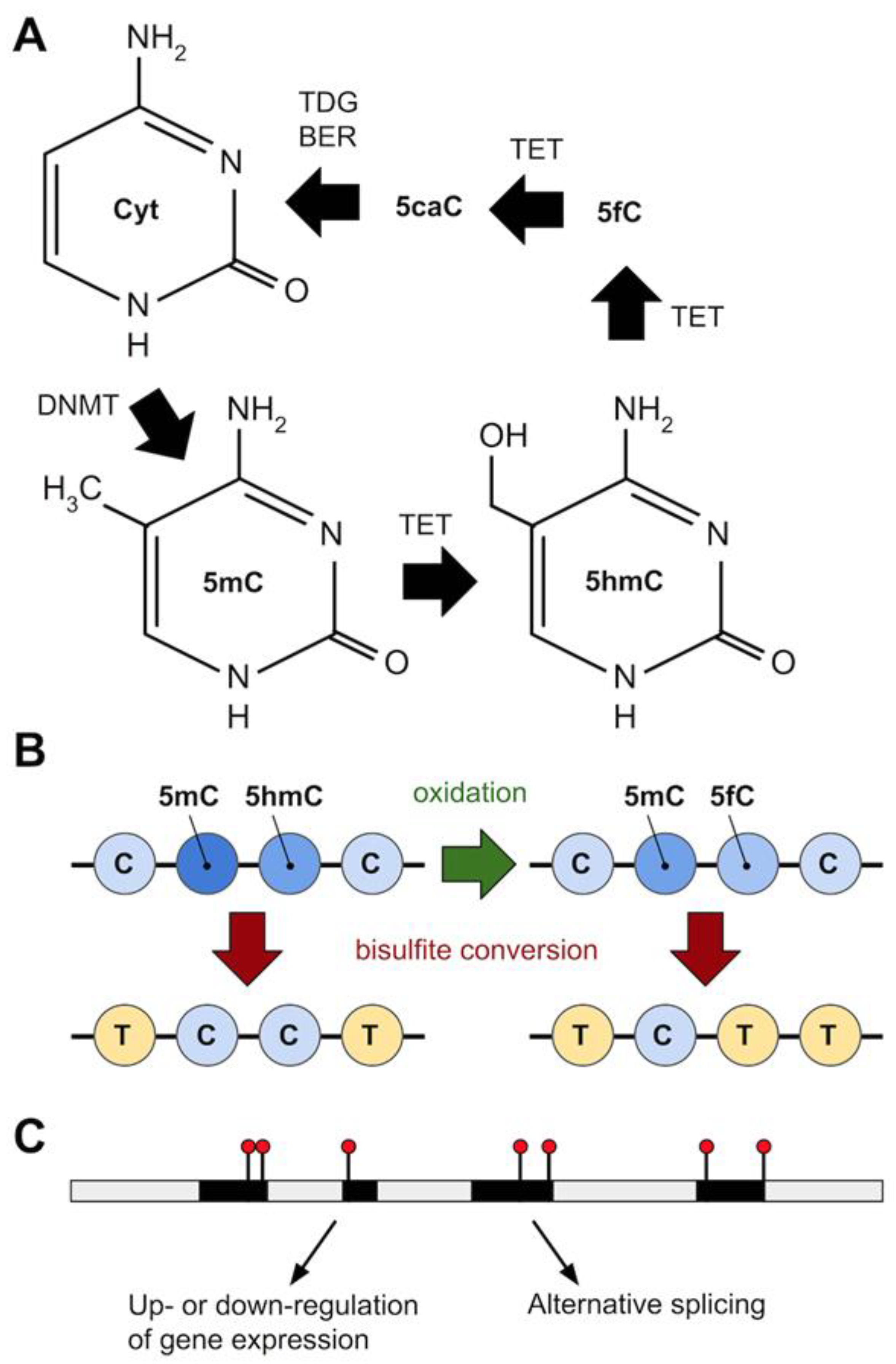 Genes 12 00843 g003 Genes 12 00843 g003