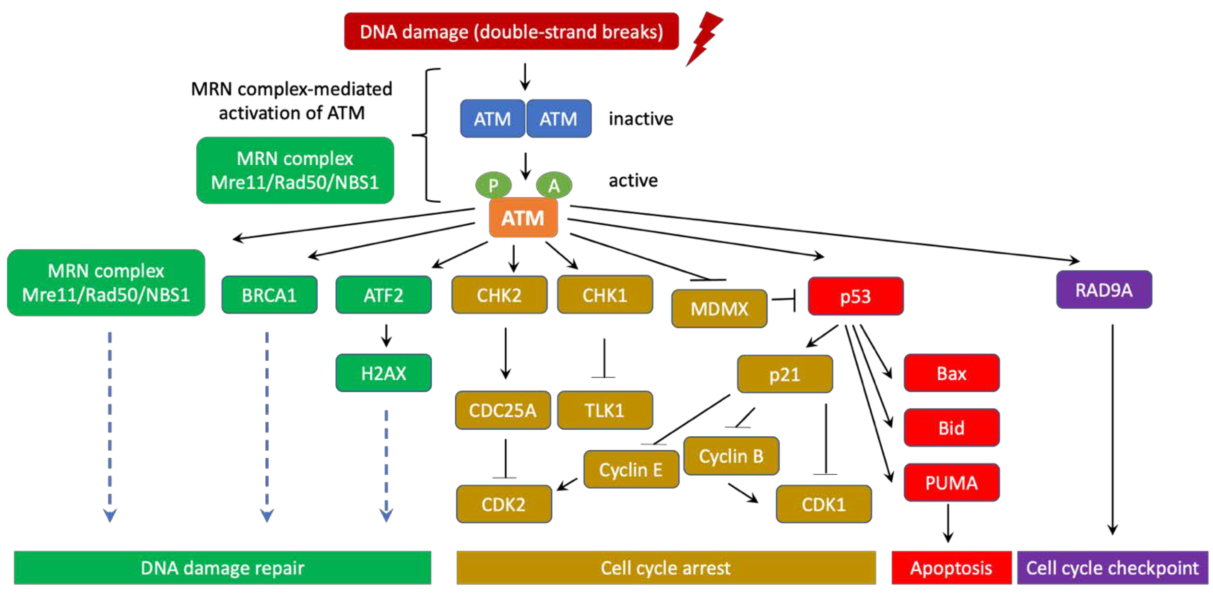 Genes 12 00845 g002 Genes 12 00845 g002