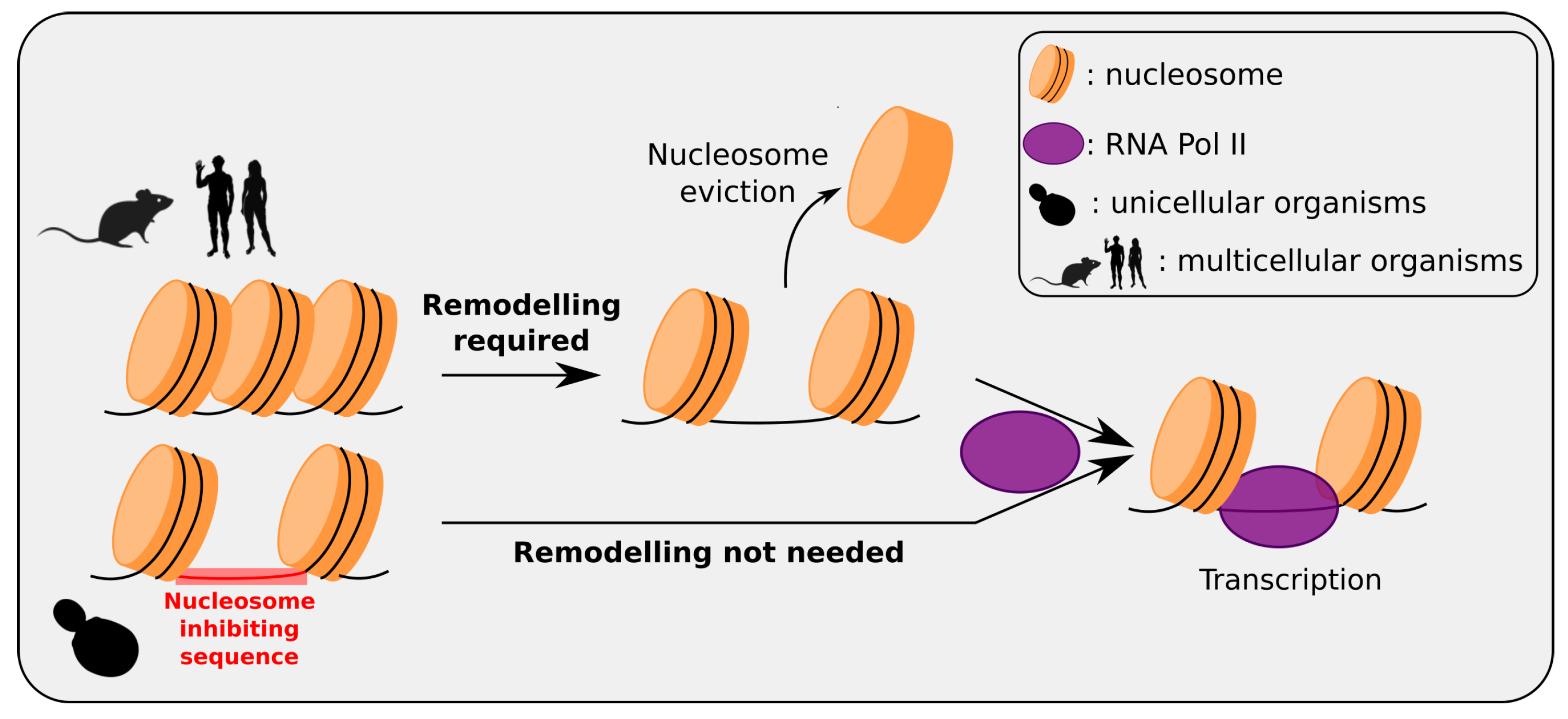 Genes 12 00851 g002 Genes 12 00851 g002