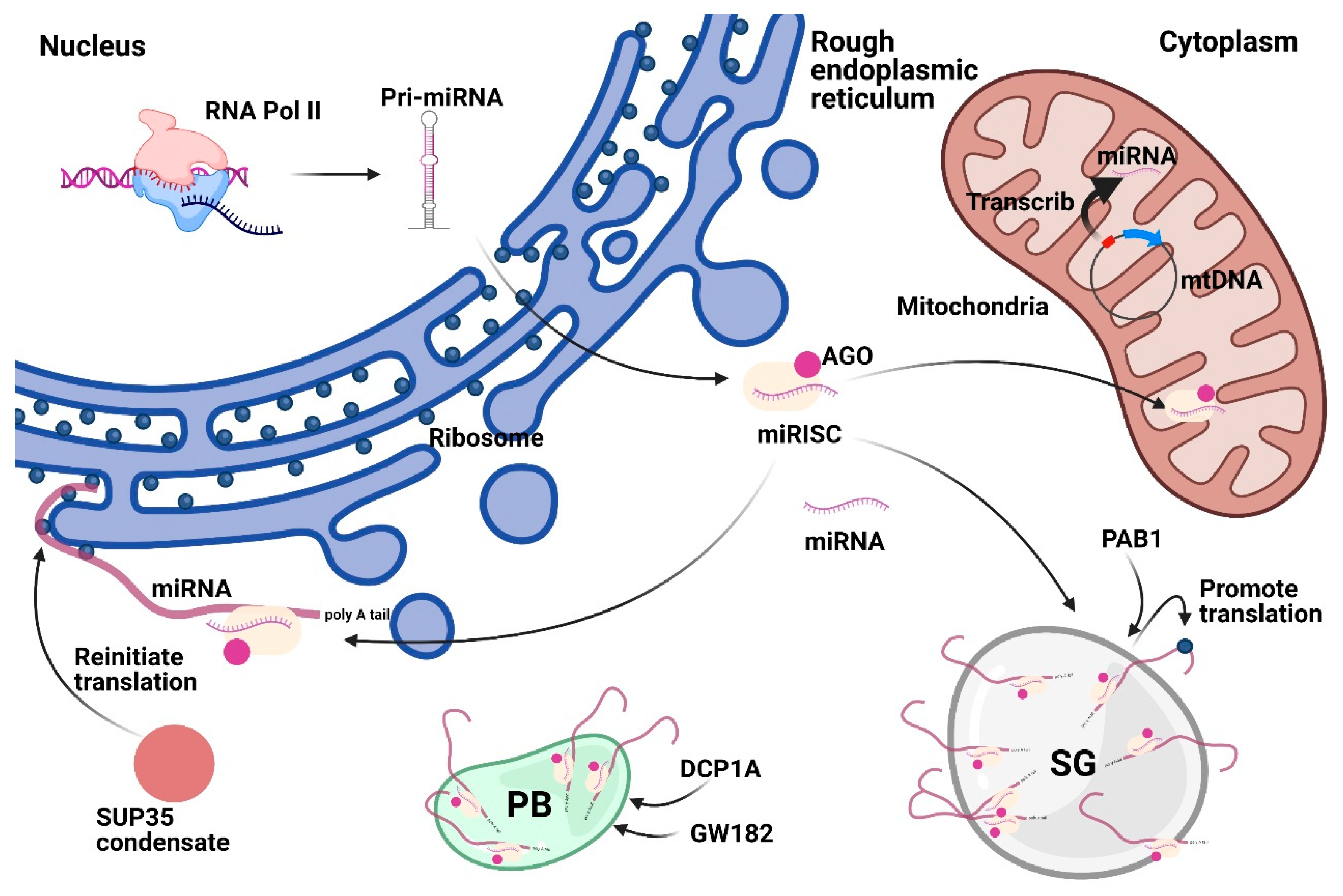 Genes 12 00856 g004 Genes 12 00856 g004