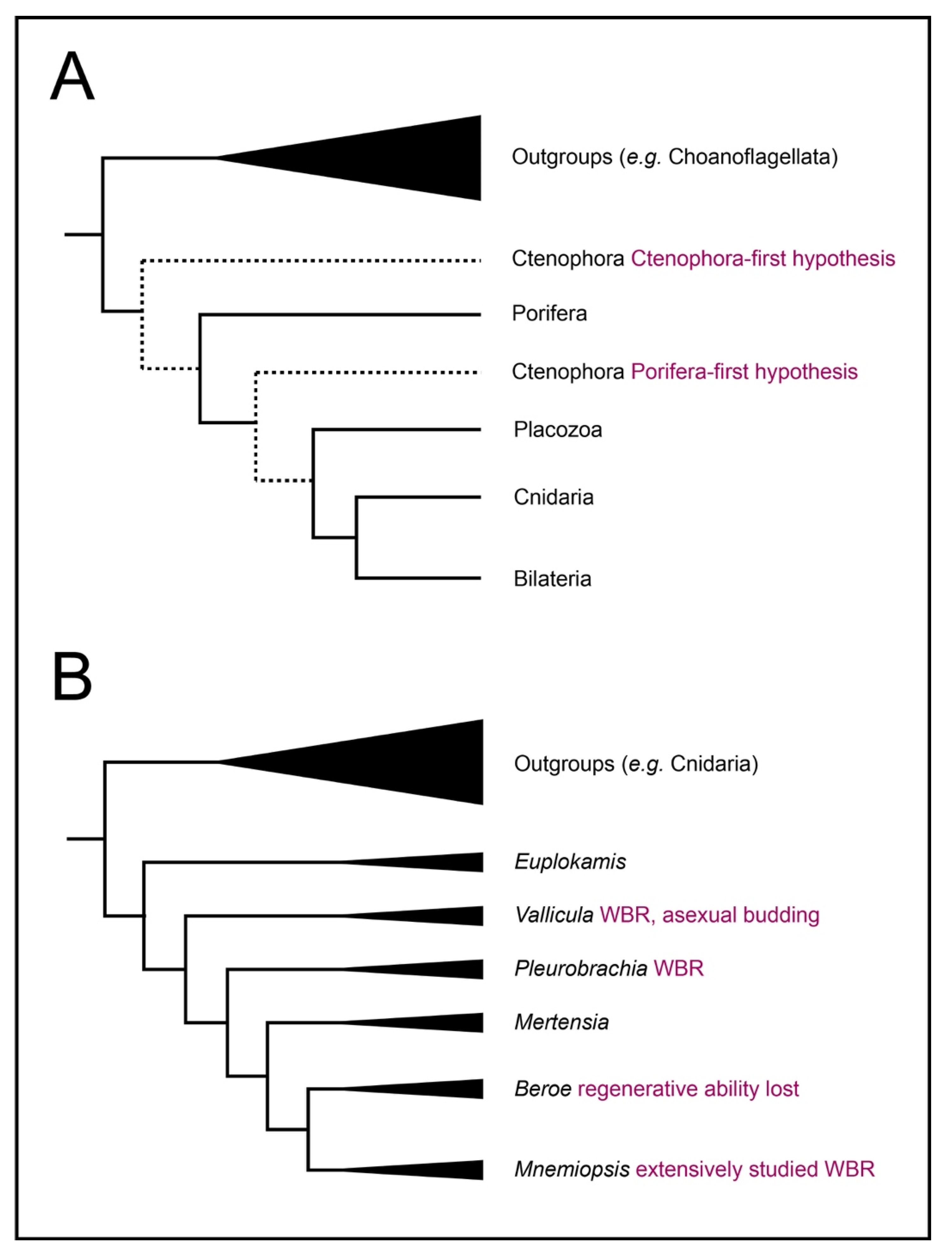 Genes 12 00867 g001
