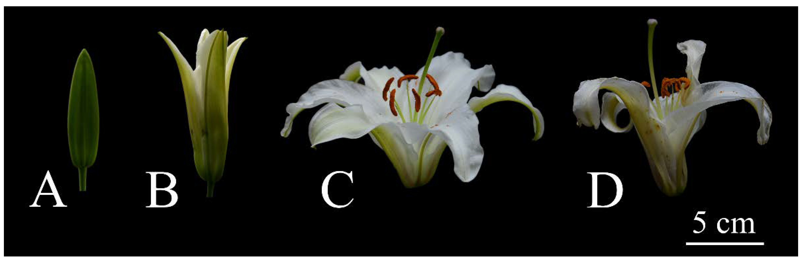 Genes 12 00869 g001 Genes 12 00869 g001