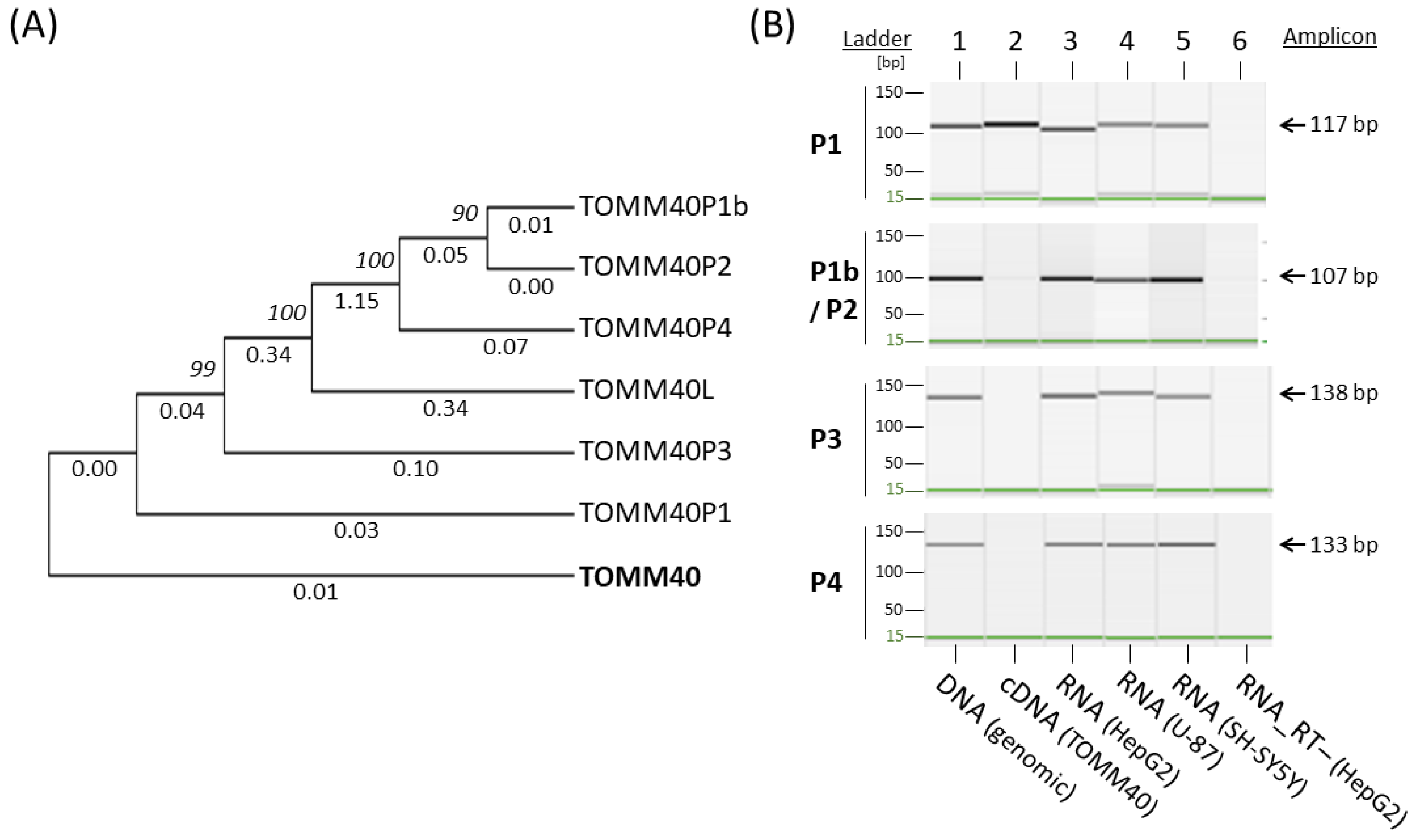 Genes 12 00871 g001 Genes 12 00871 g001