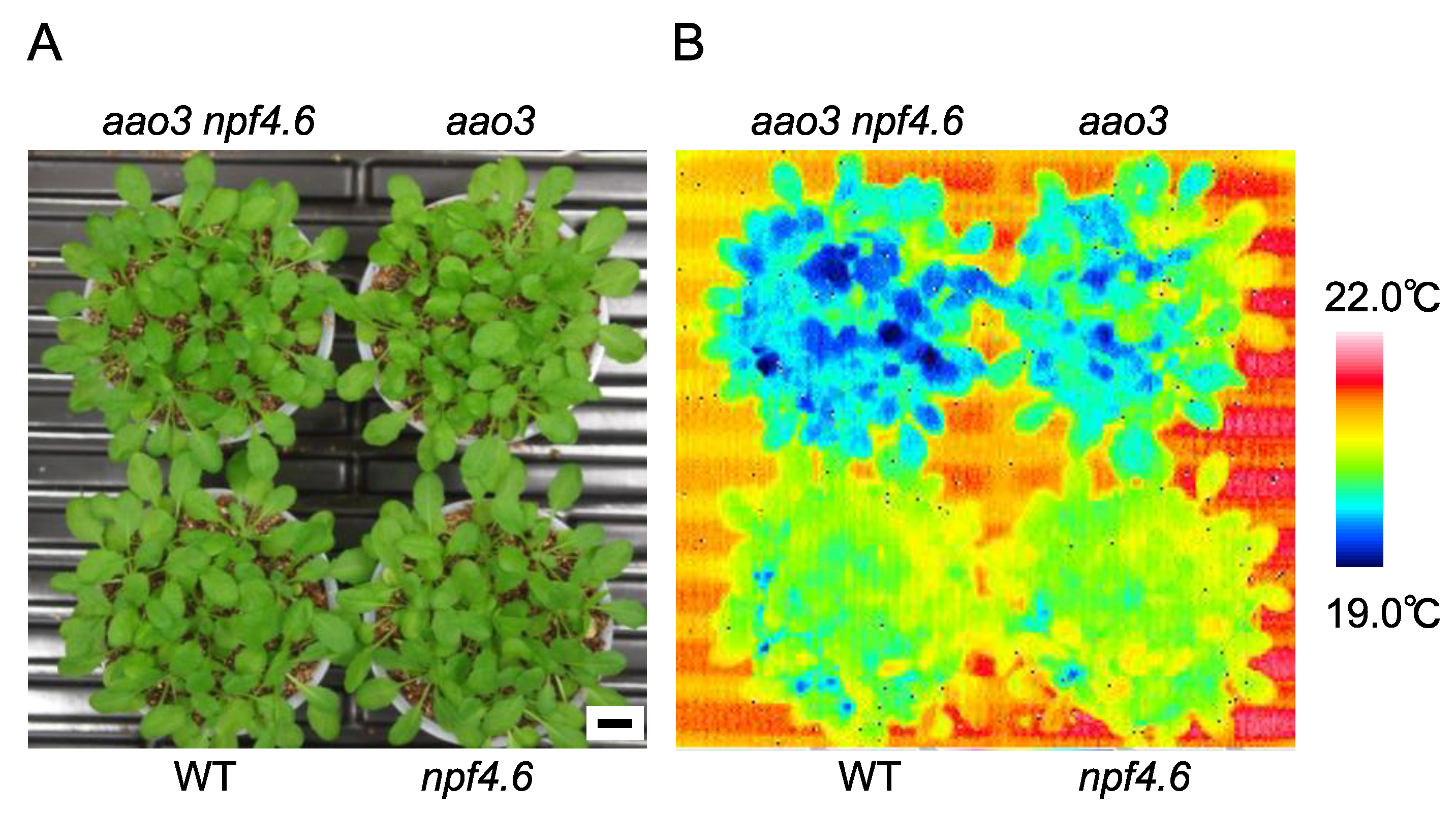 Genes 12 00885 g001