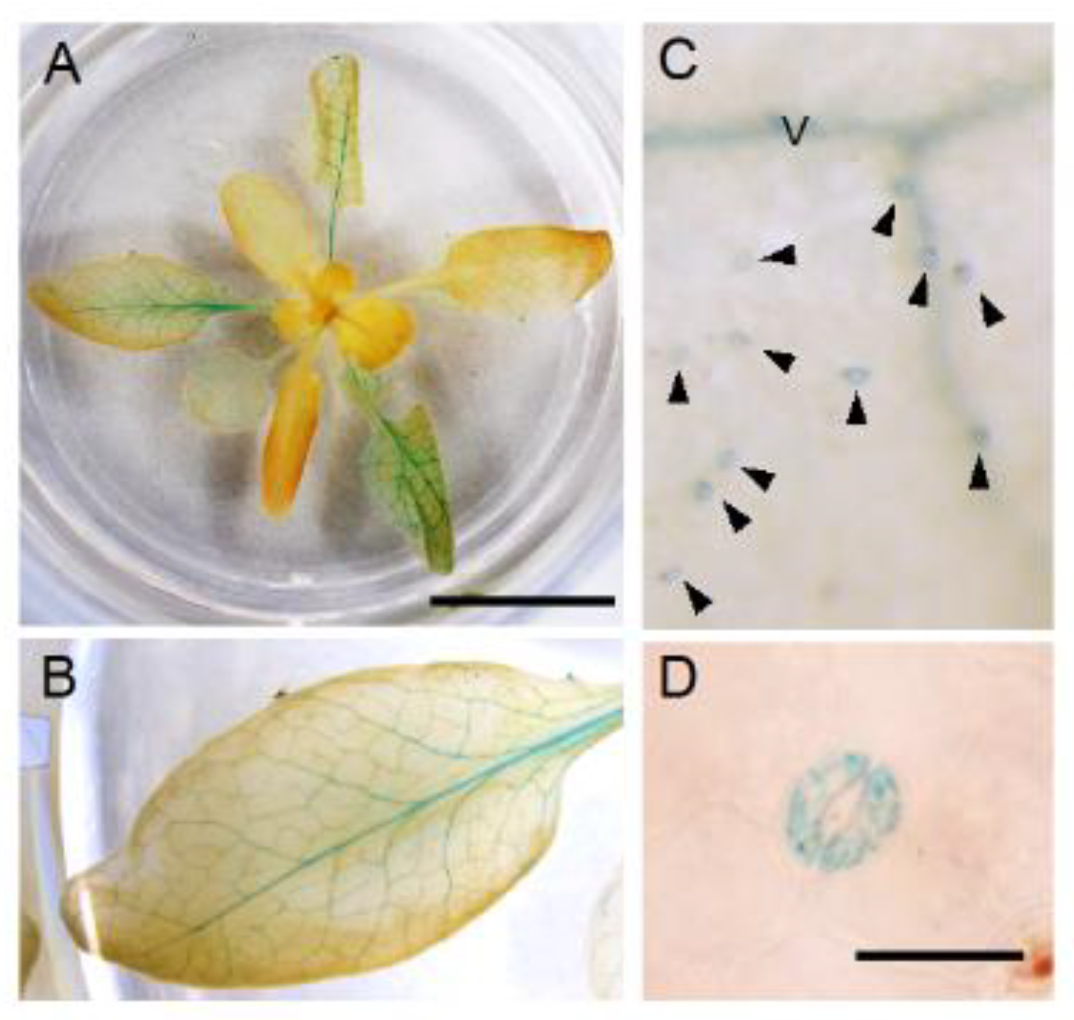 Genes 12 00885 g002