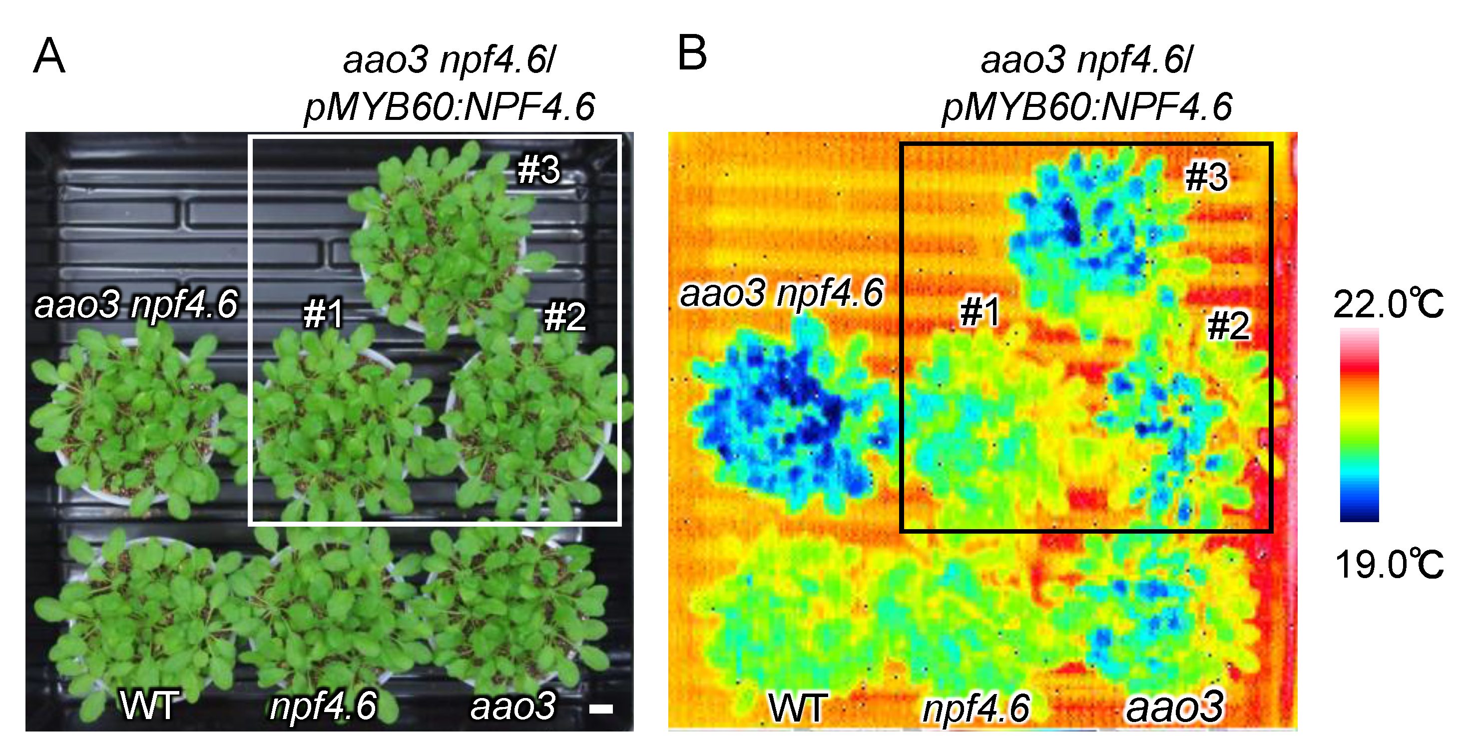 Genes 12 00885 g003