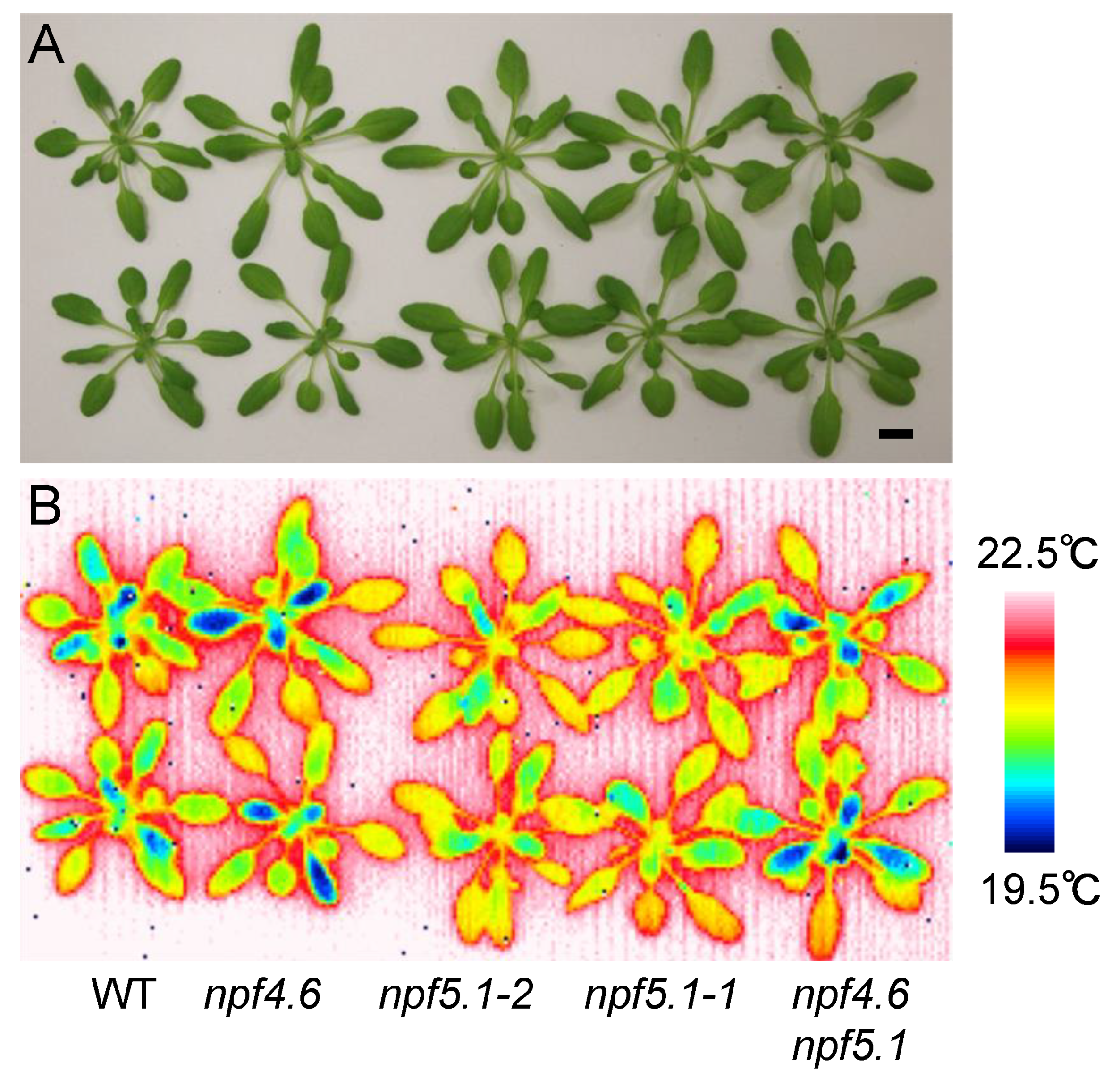 Genes 12 00885 g004
