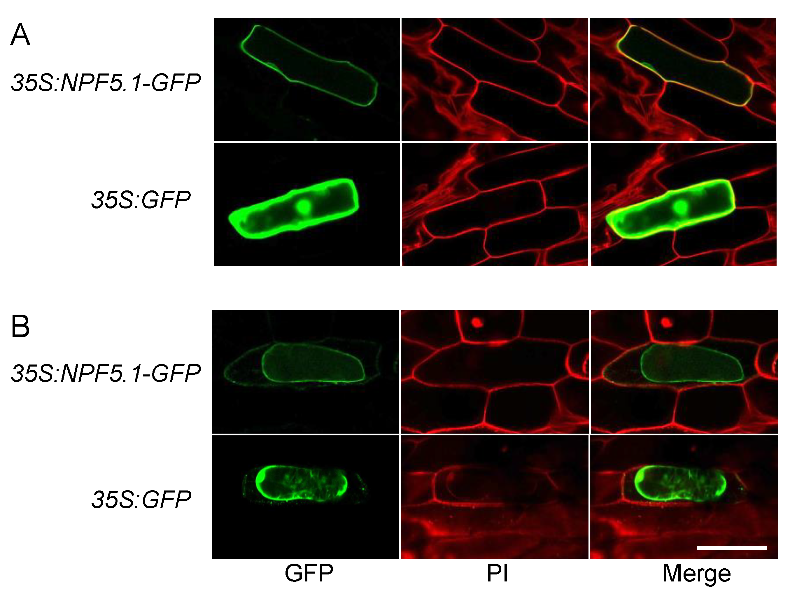 Genes 12 00885 g006
