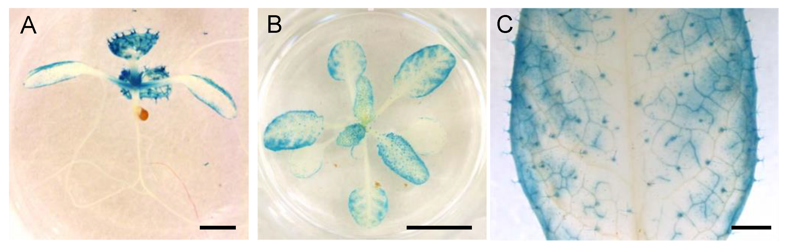 Genes 12 00885 g008