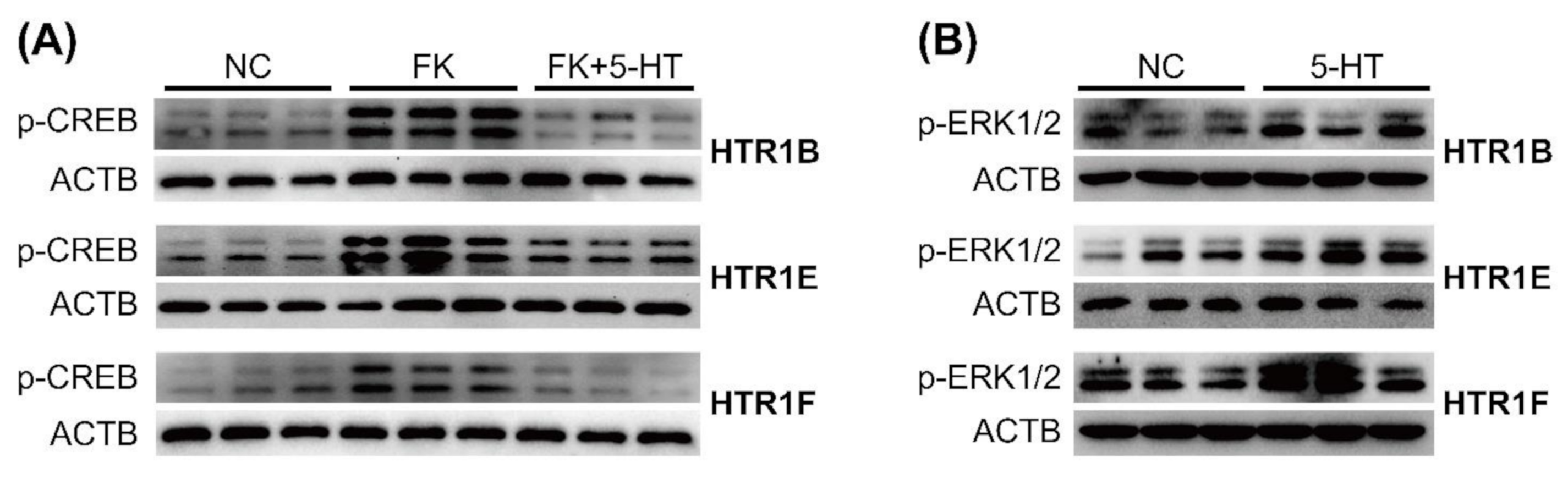 Genes 12 00891 g005 Genes 12 00891 g005