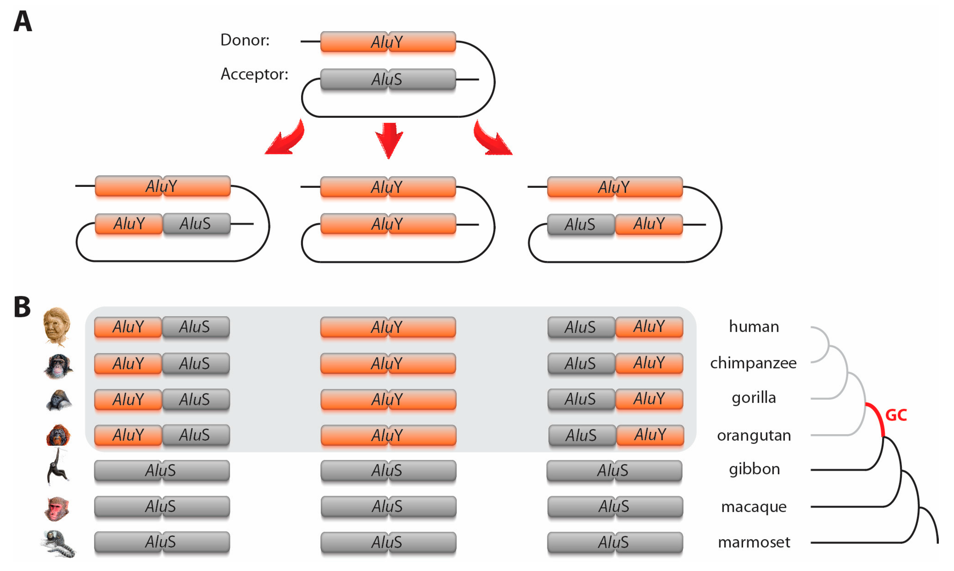 Genes 12 00905 g001 Genes 12 00905 g001