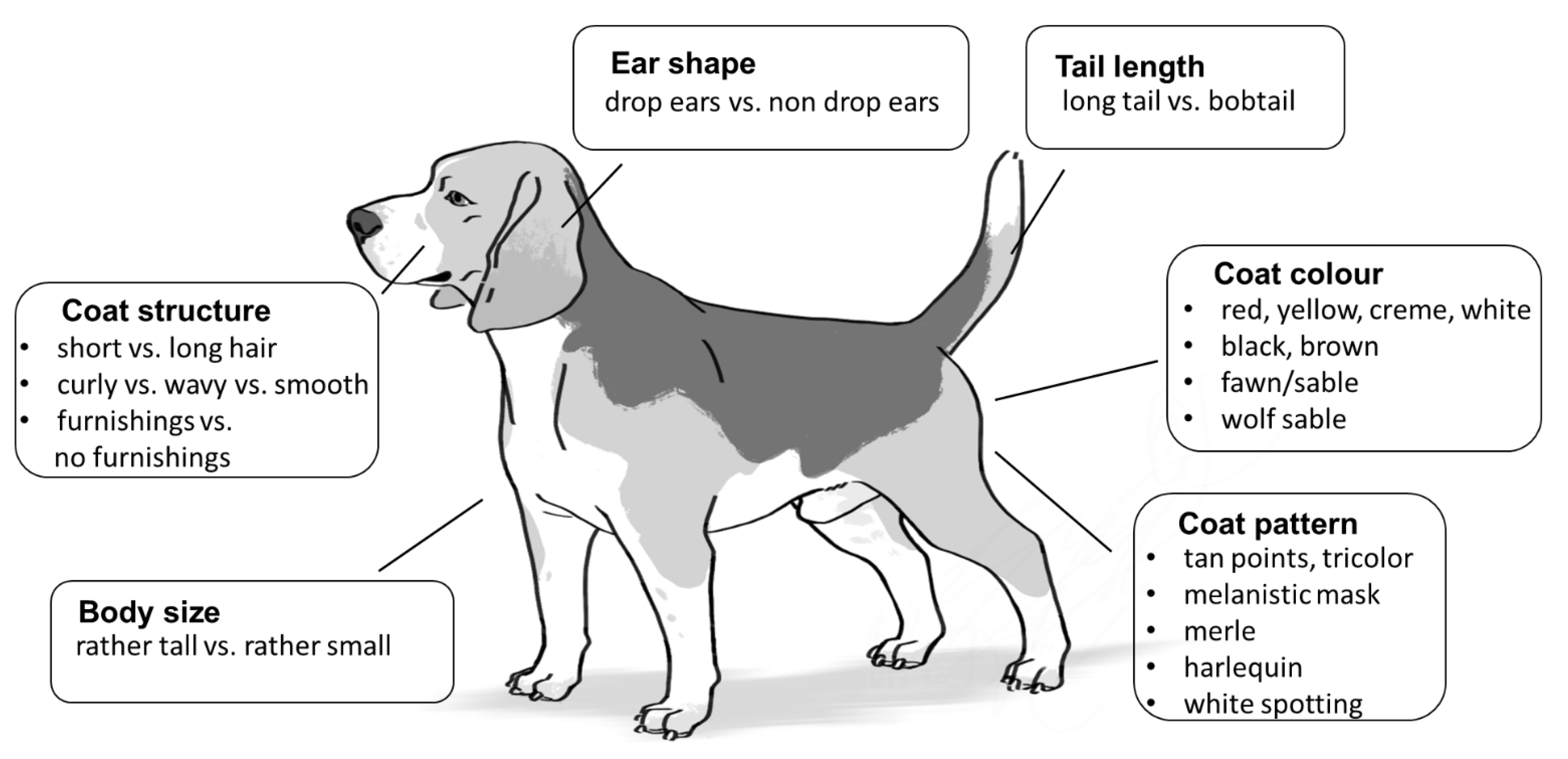 Brain Test Level 252 Where is the dog hiding Answers Solutions